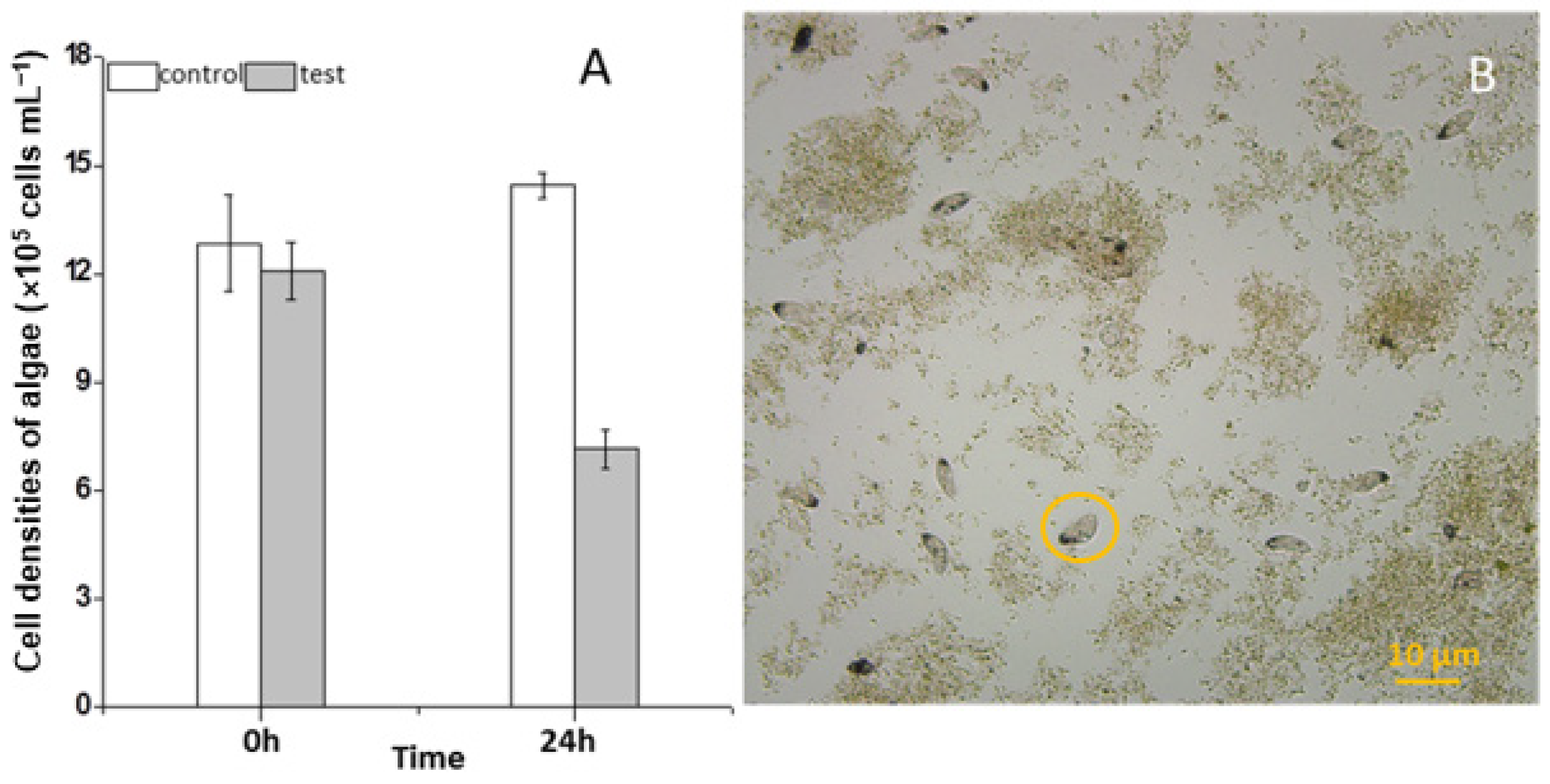 Microorganisms 13 01016 g001