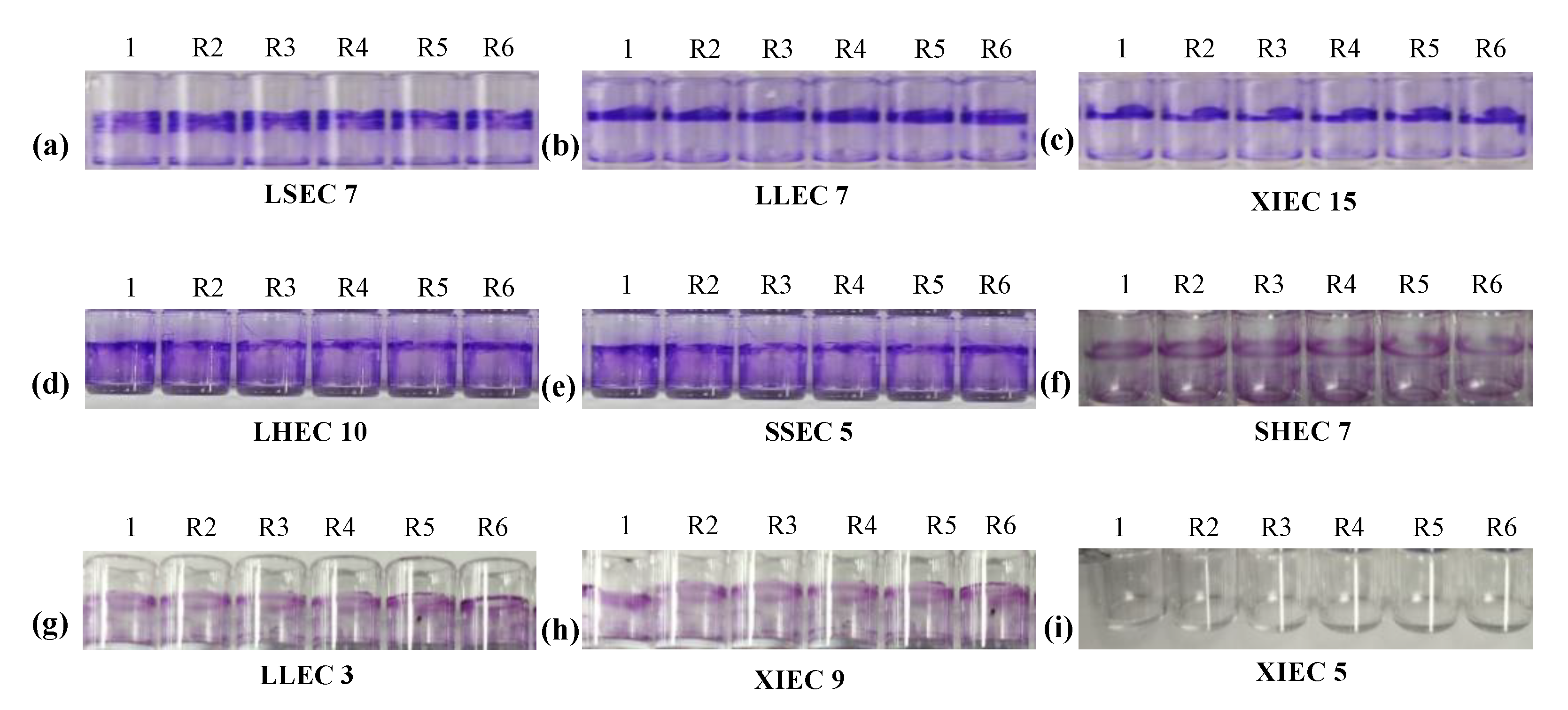 Microorganisms 13 01017 g004