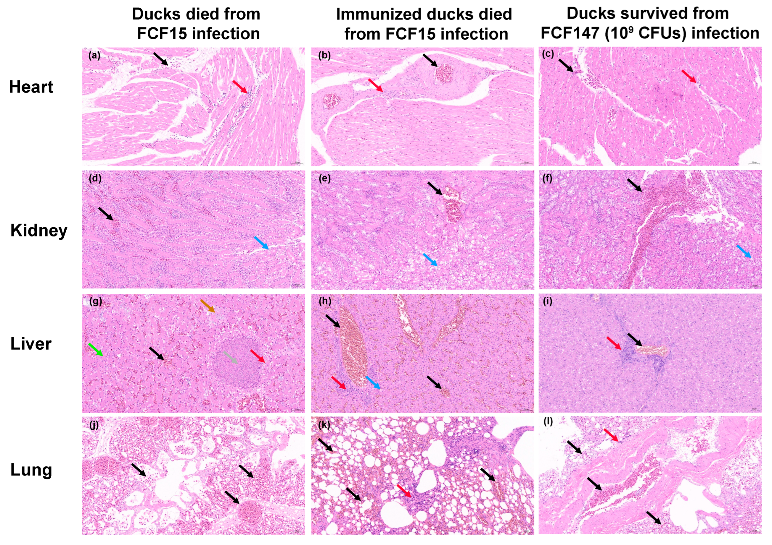 Microorganisms 13 01024 g005
