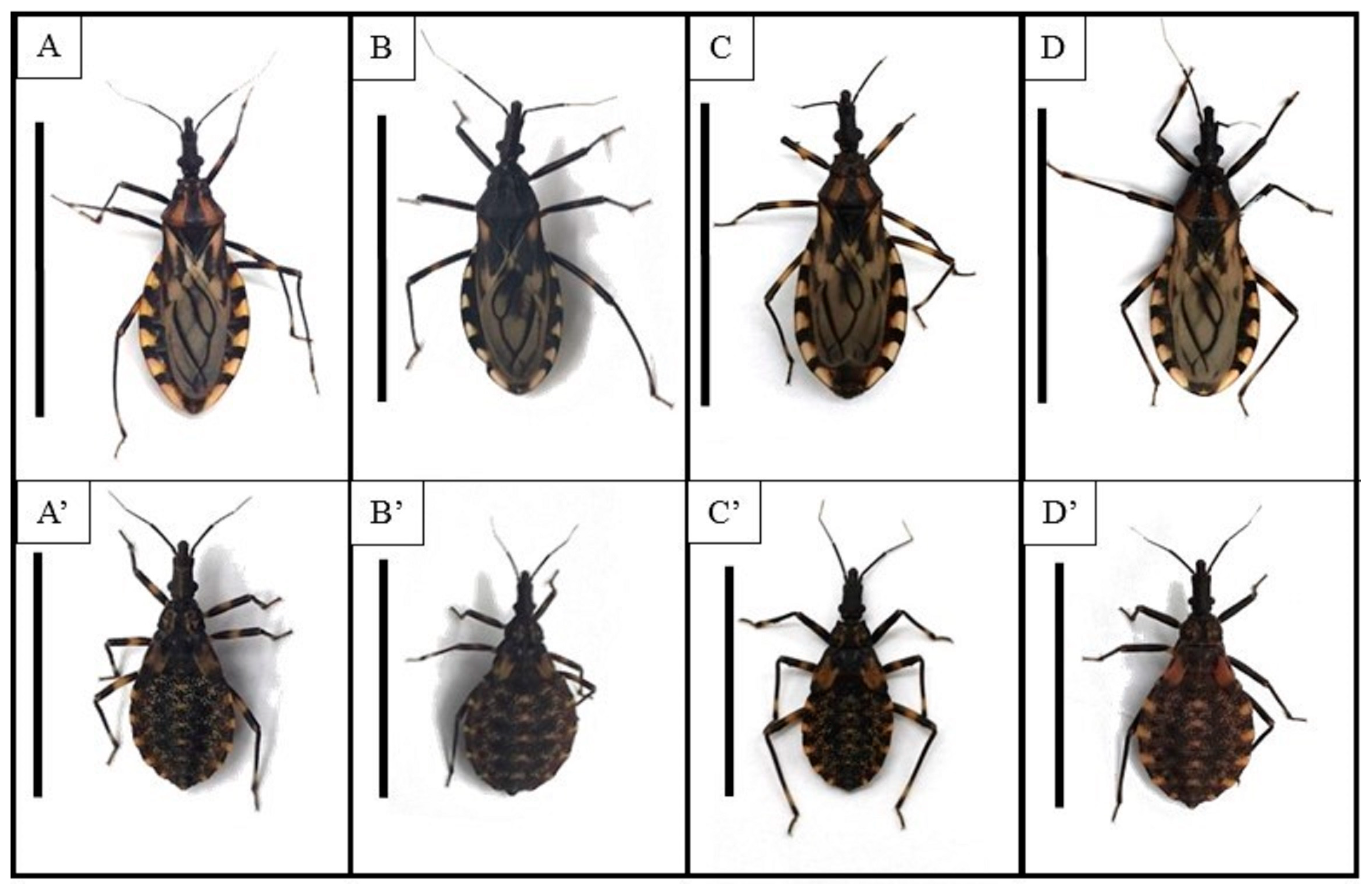 Microorganisms 13 01025 g001