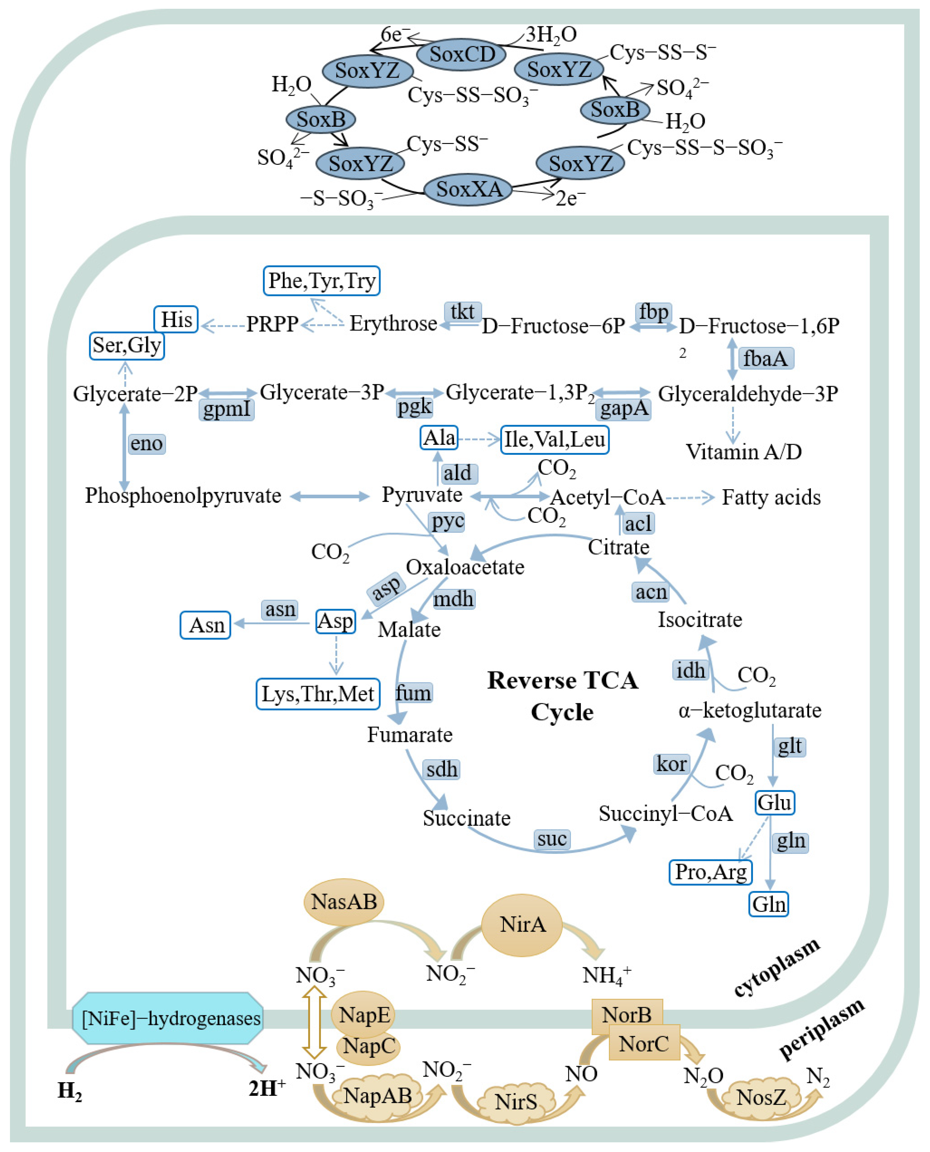 Microorganisms 13 01028 g005