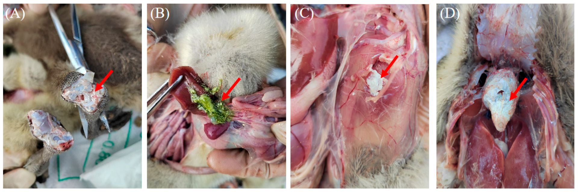 Microorganisms 13 01037 g001