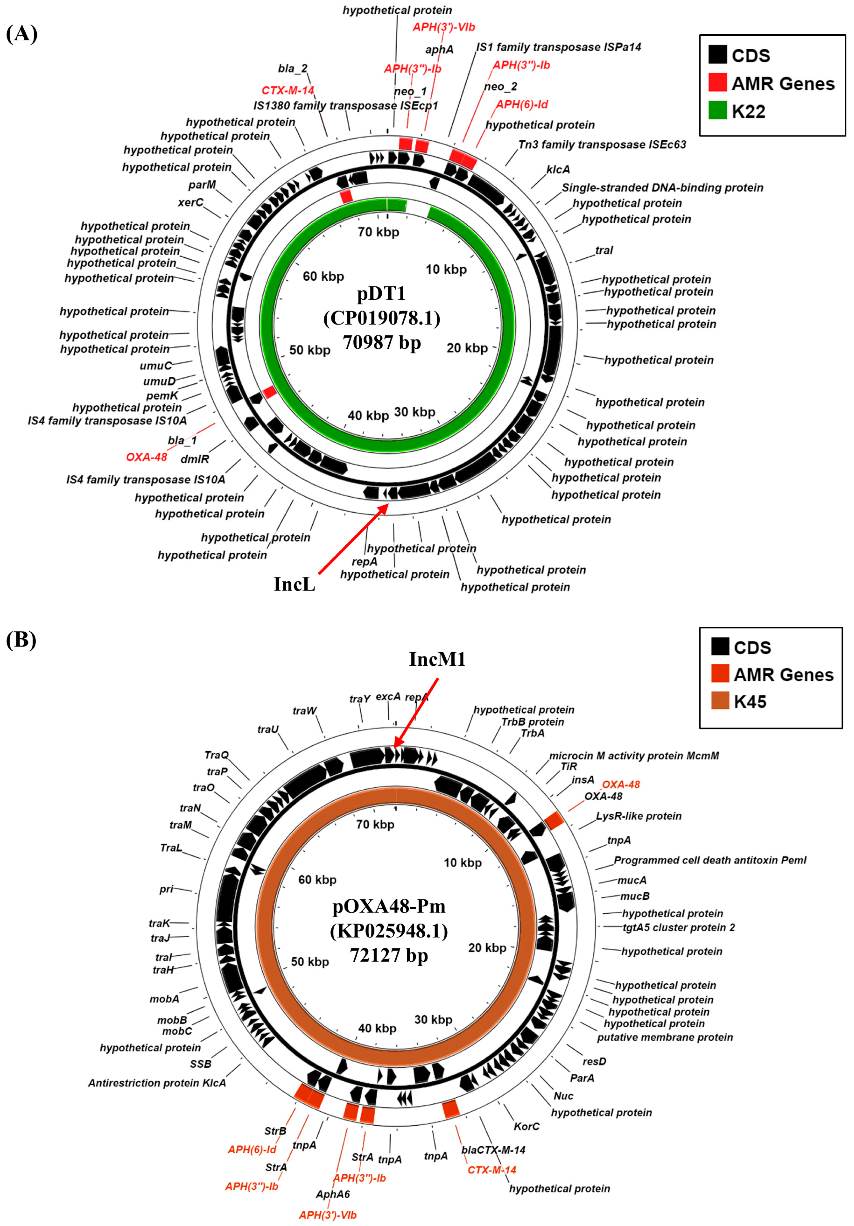 Microorganisms 13 01058 g003