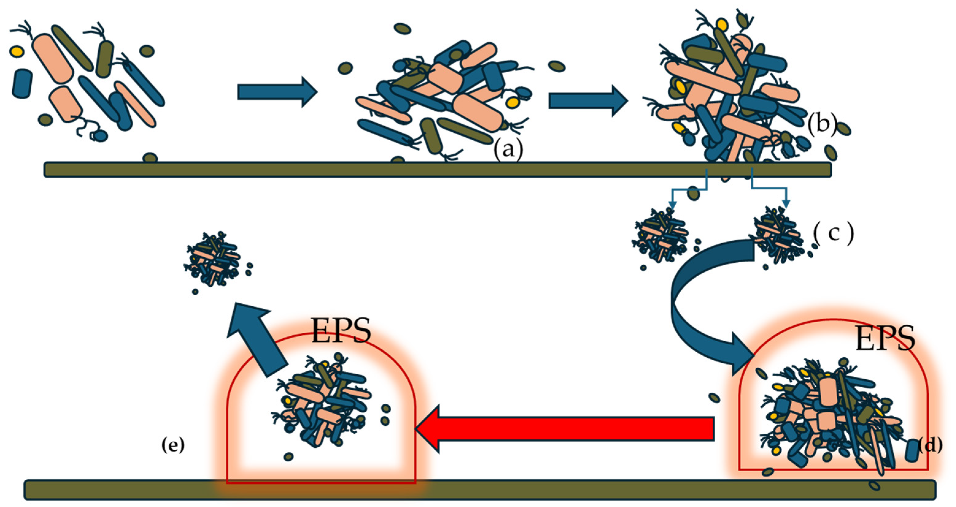 Microorganisms 13 01062 g001