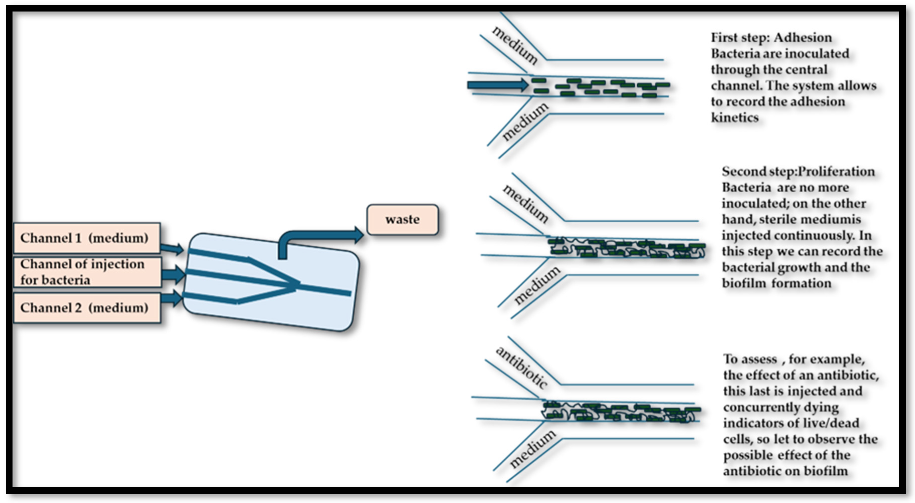 Microorganisms 13 01062 g003