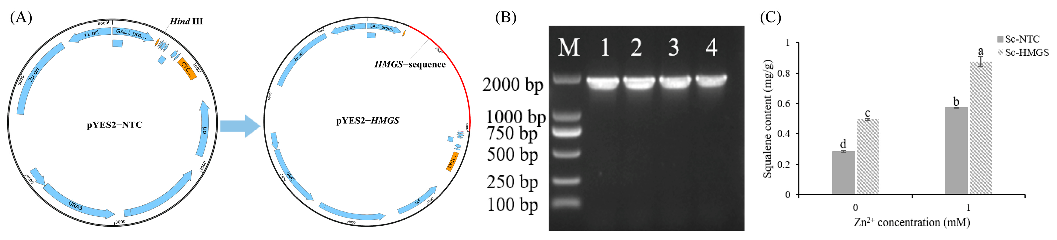 Microorganisms 13 01067 g007