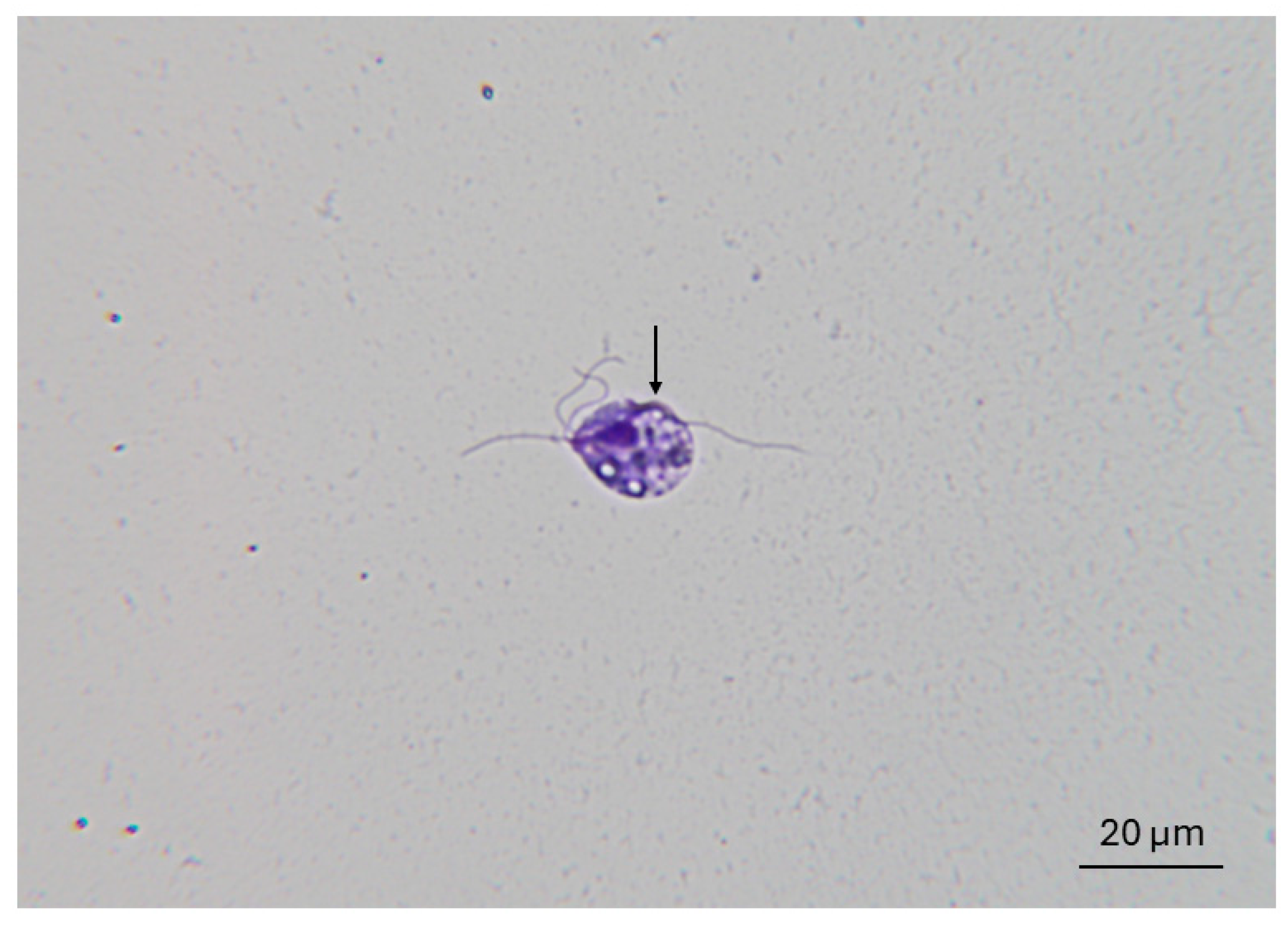 Microorganisms 13 01070 g002
