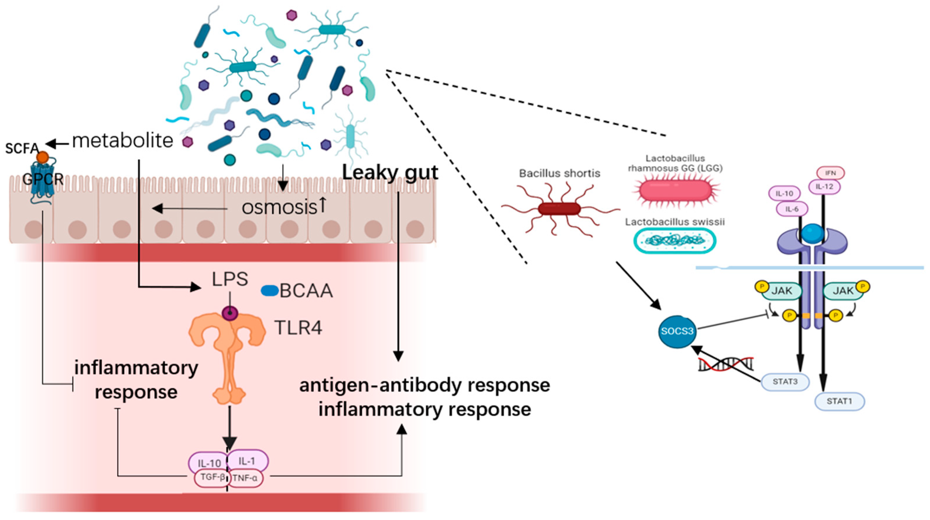 Microorganisms 13 01073 g001
