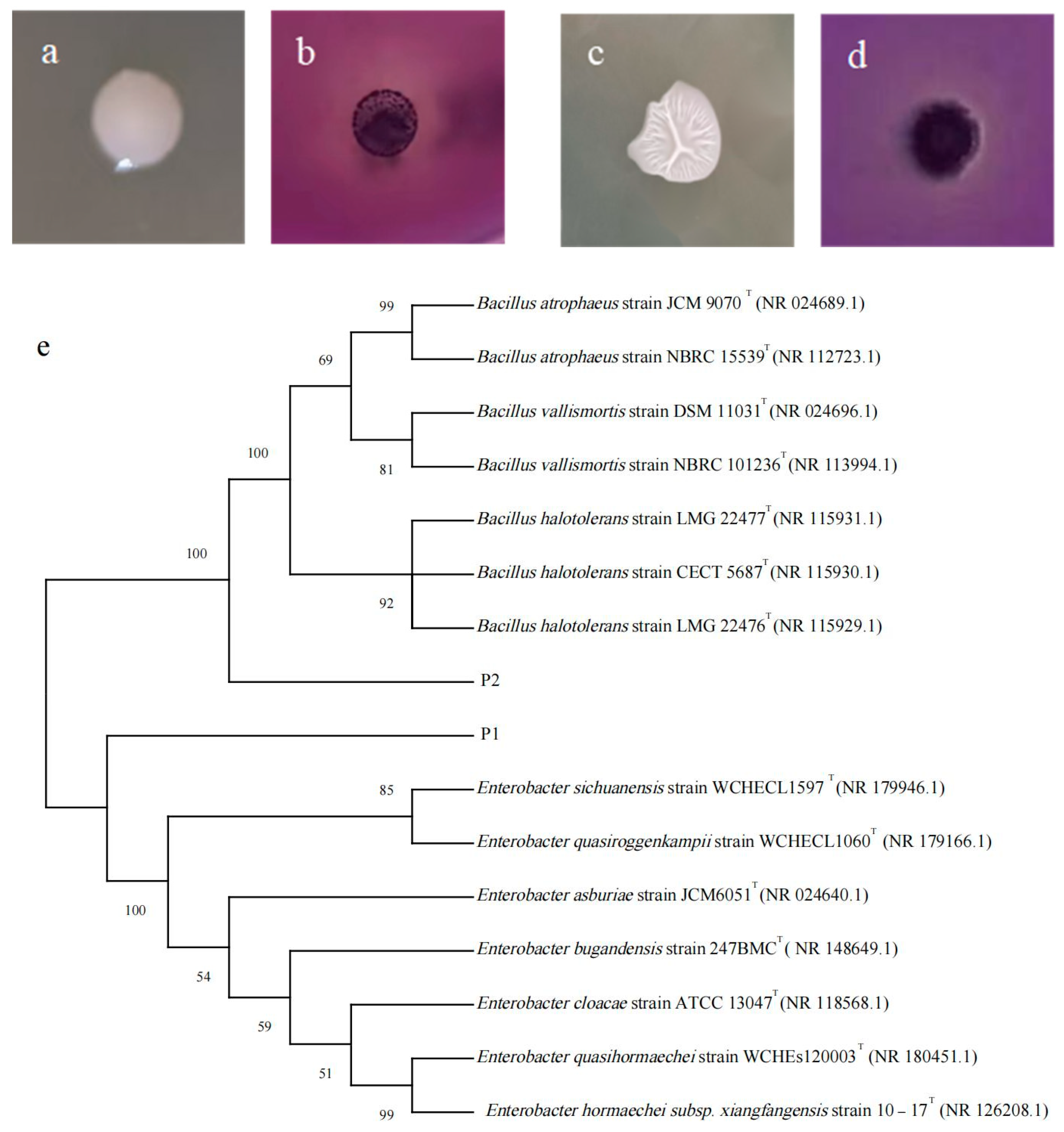 Microorganisms 13 01075 g001