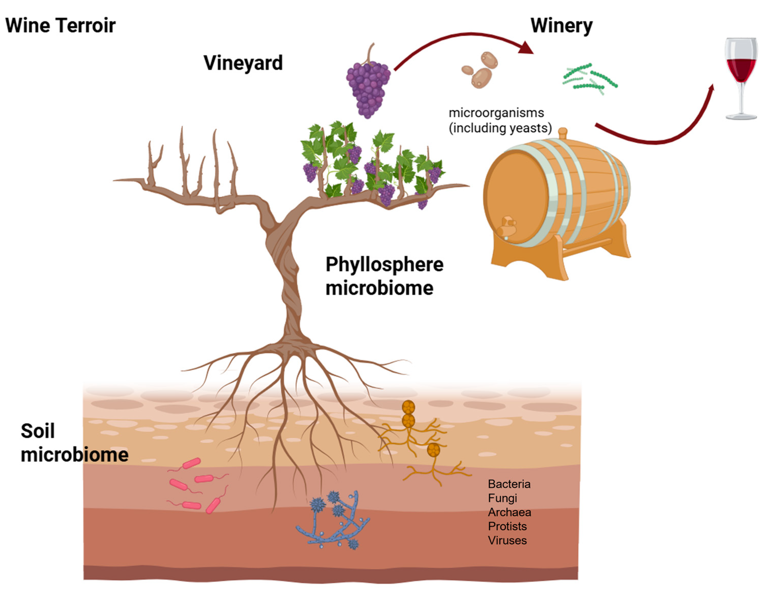 Microorganisms 13 01092 g001