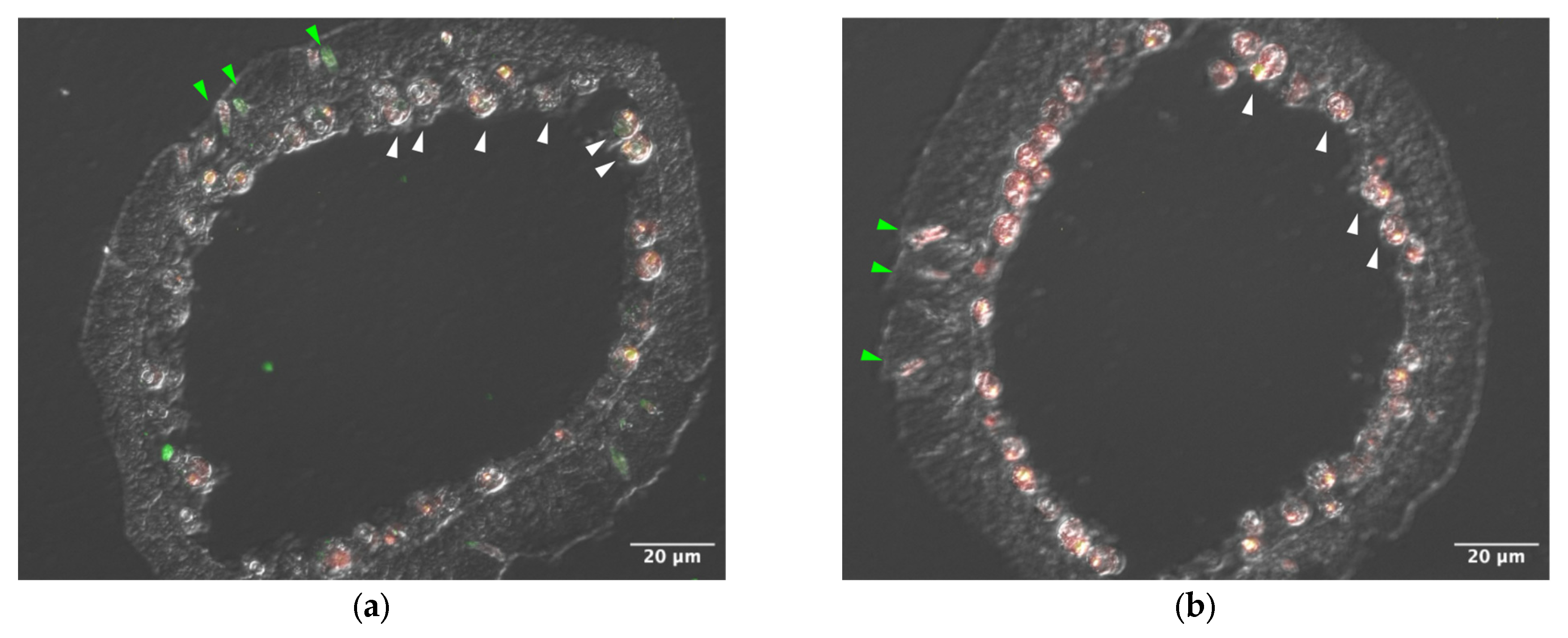Microorganisms 13 01095 g001