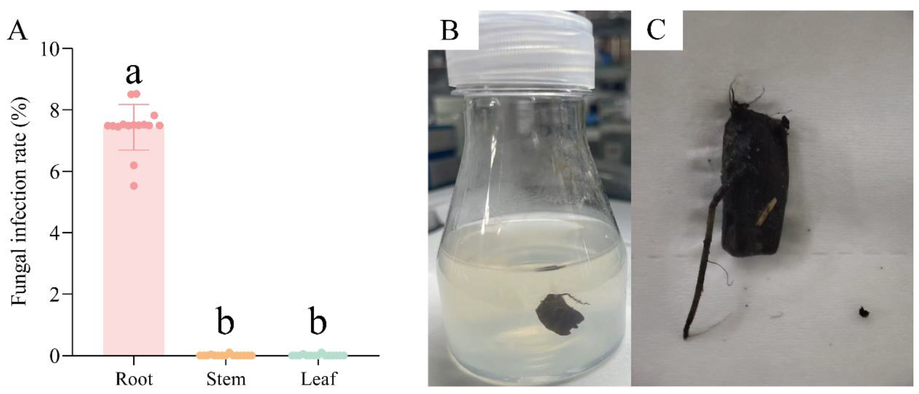 Microorganisms 13 01103 g005