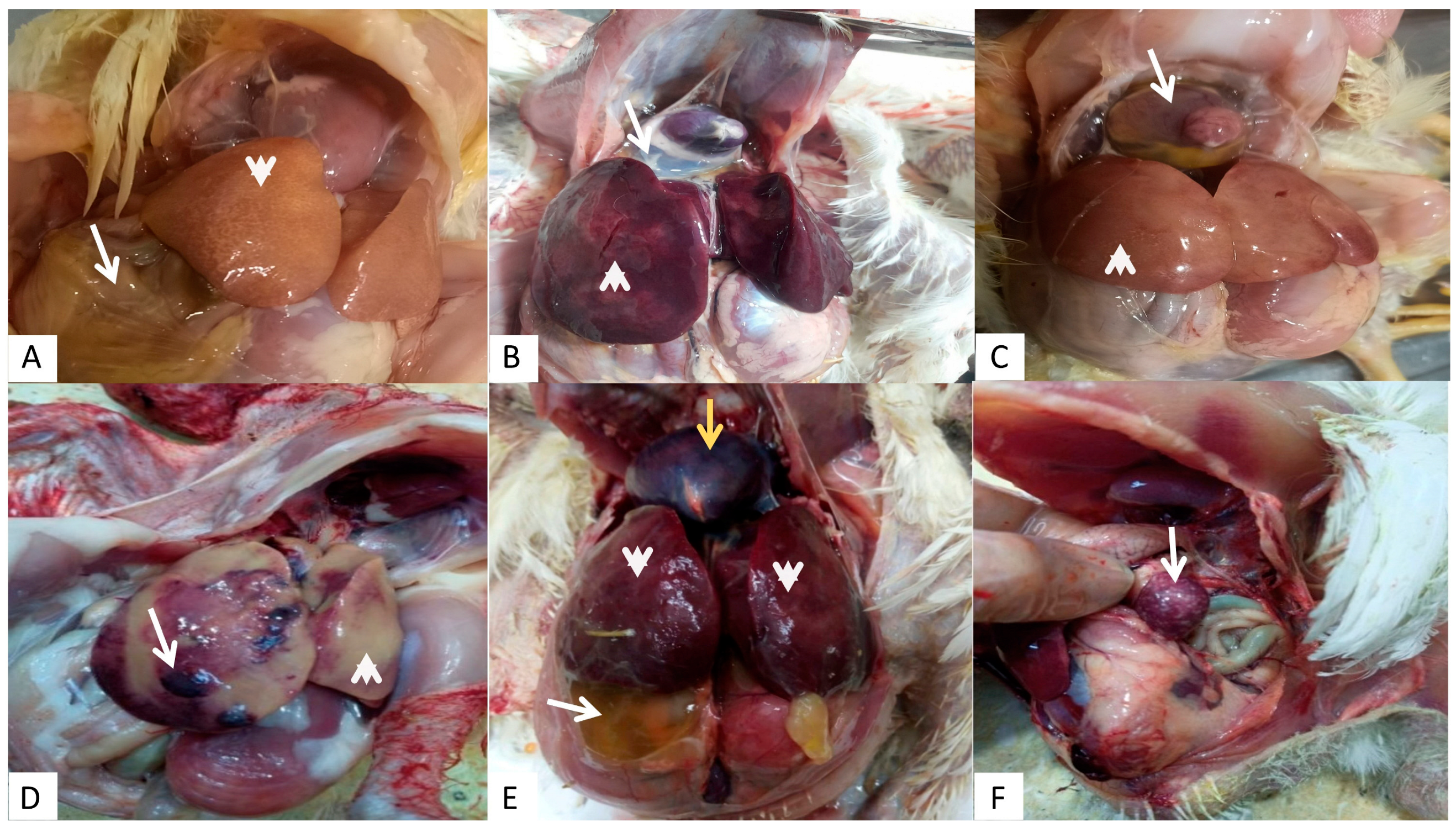 Microorganisms 13 01107 g002