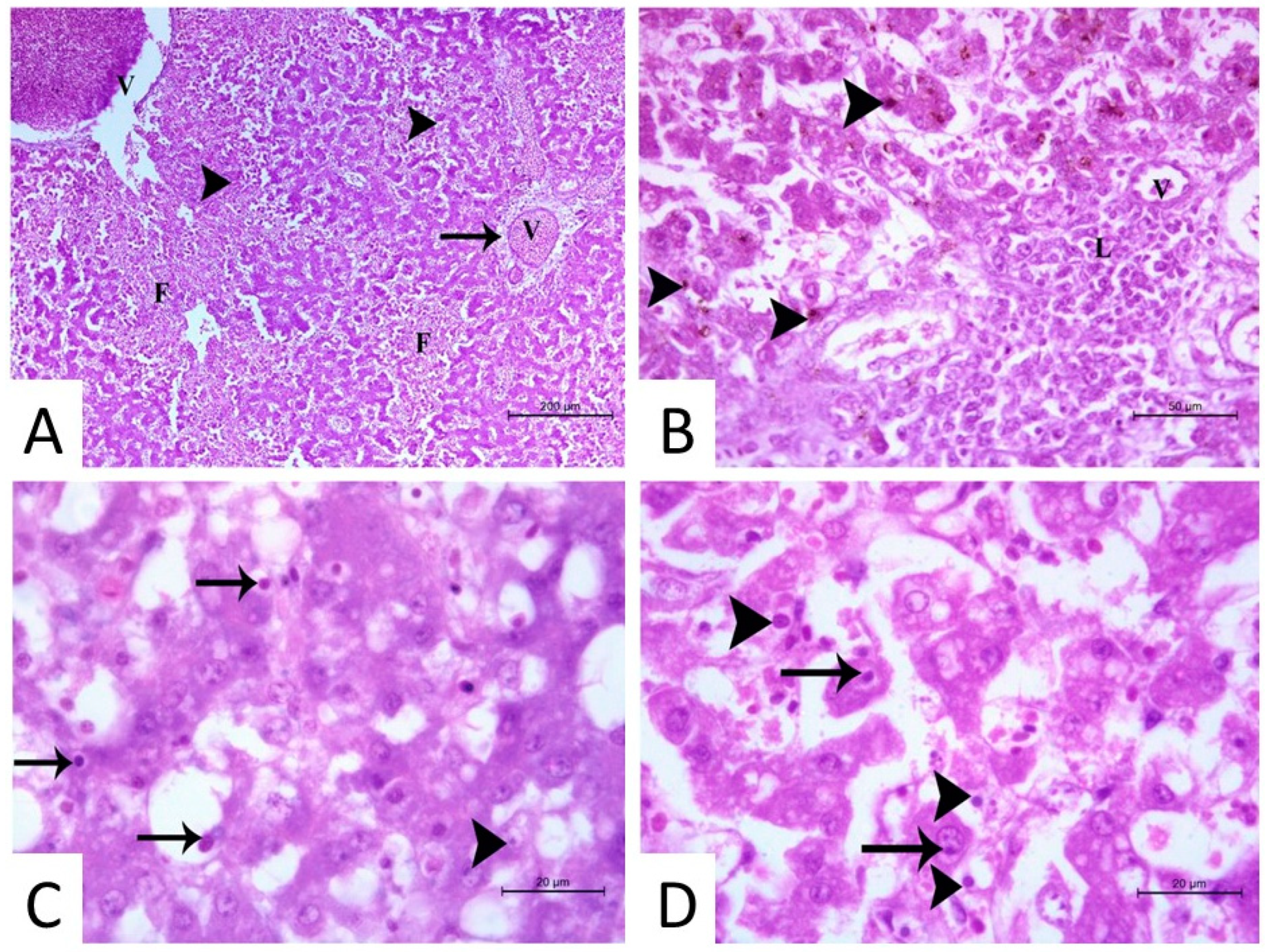 Microorganisms 13 01107 g003