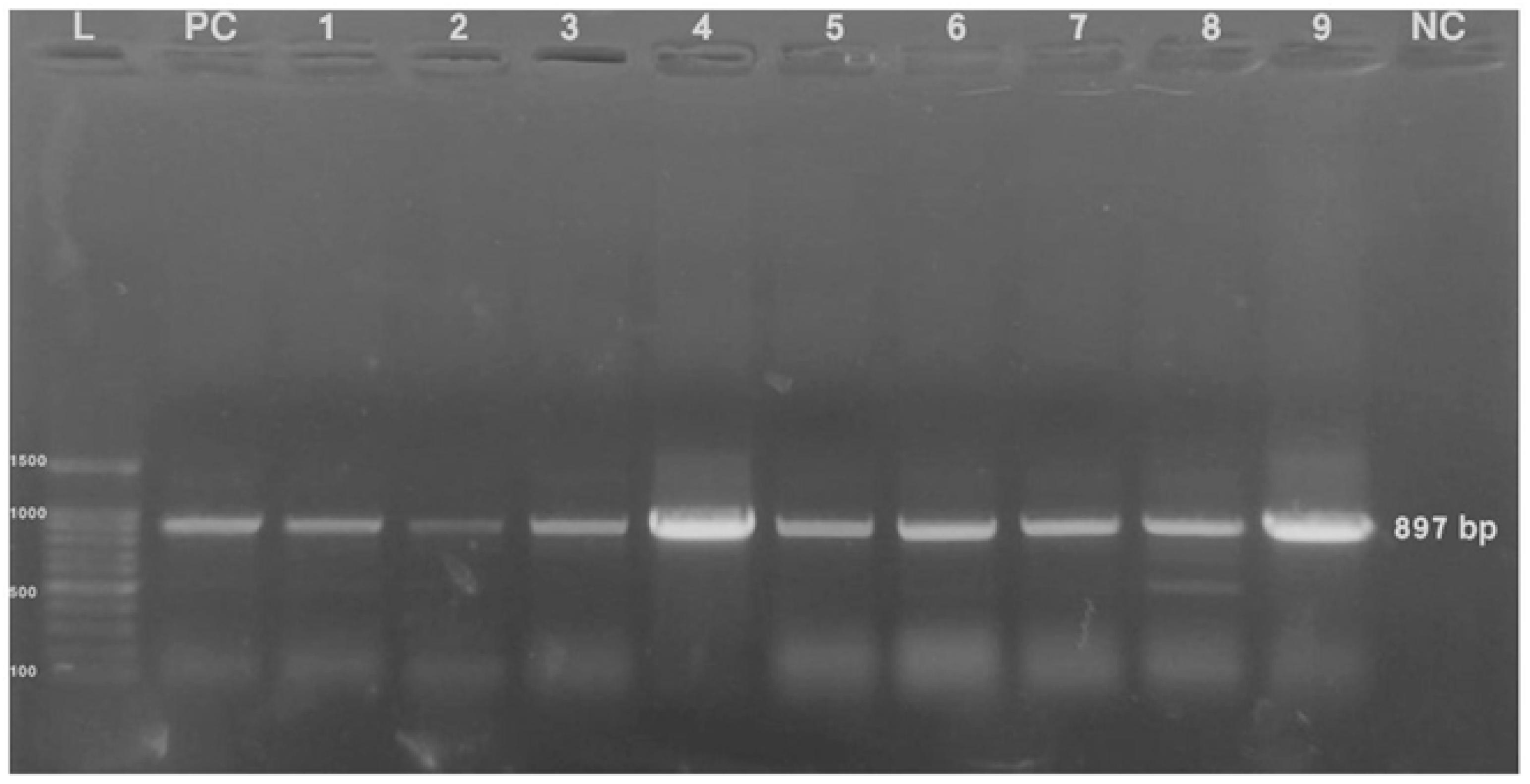 Microorganisms 13 01107 g004