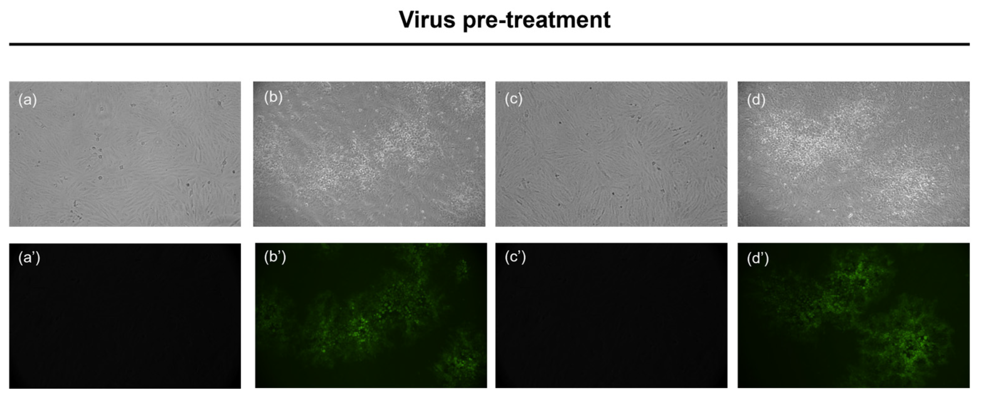 Microorganisms 13 01117 i001
