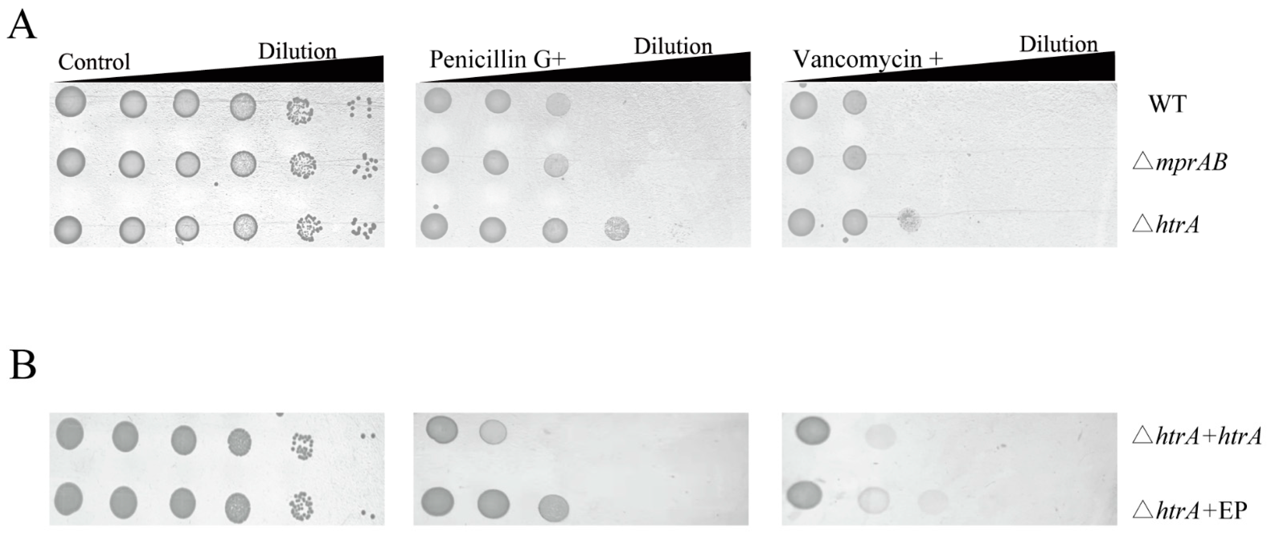 Microorganisms 13 01120 g007 Microorganisms 13 01120 g007