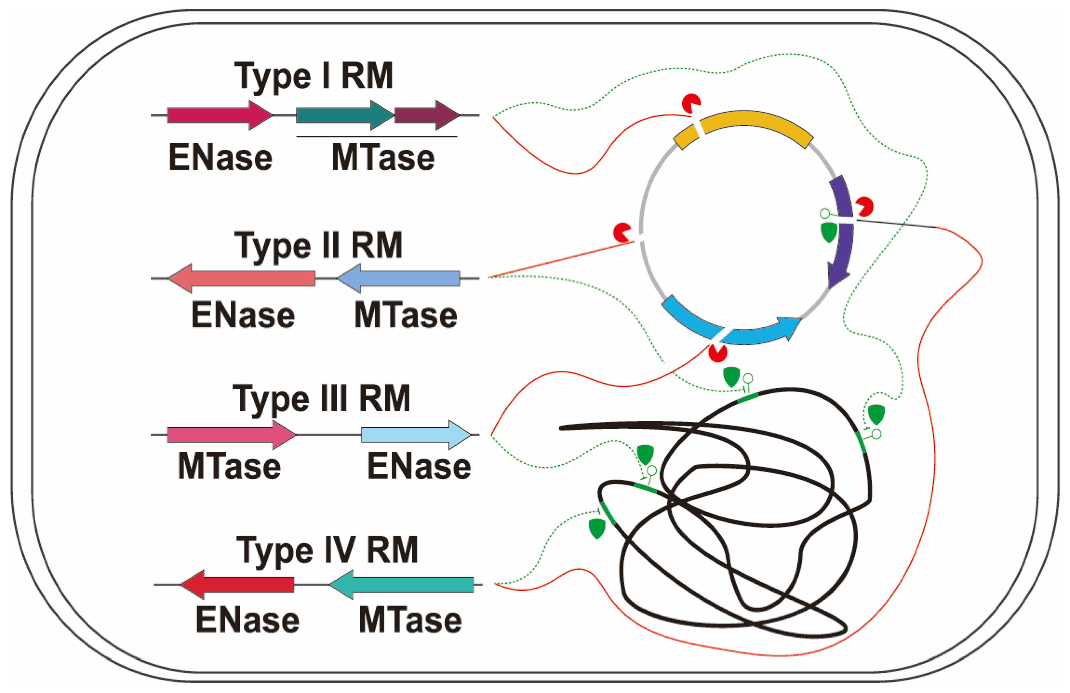Microorganisms 13 01126 g003