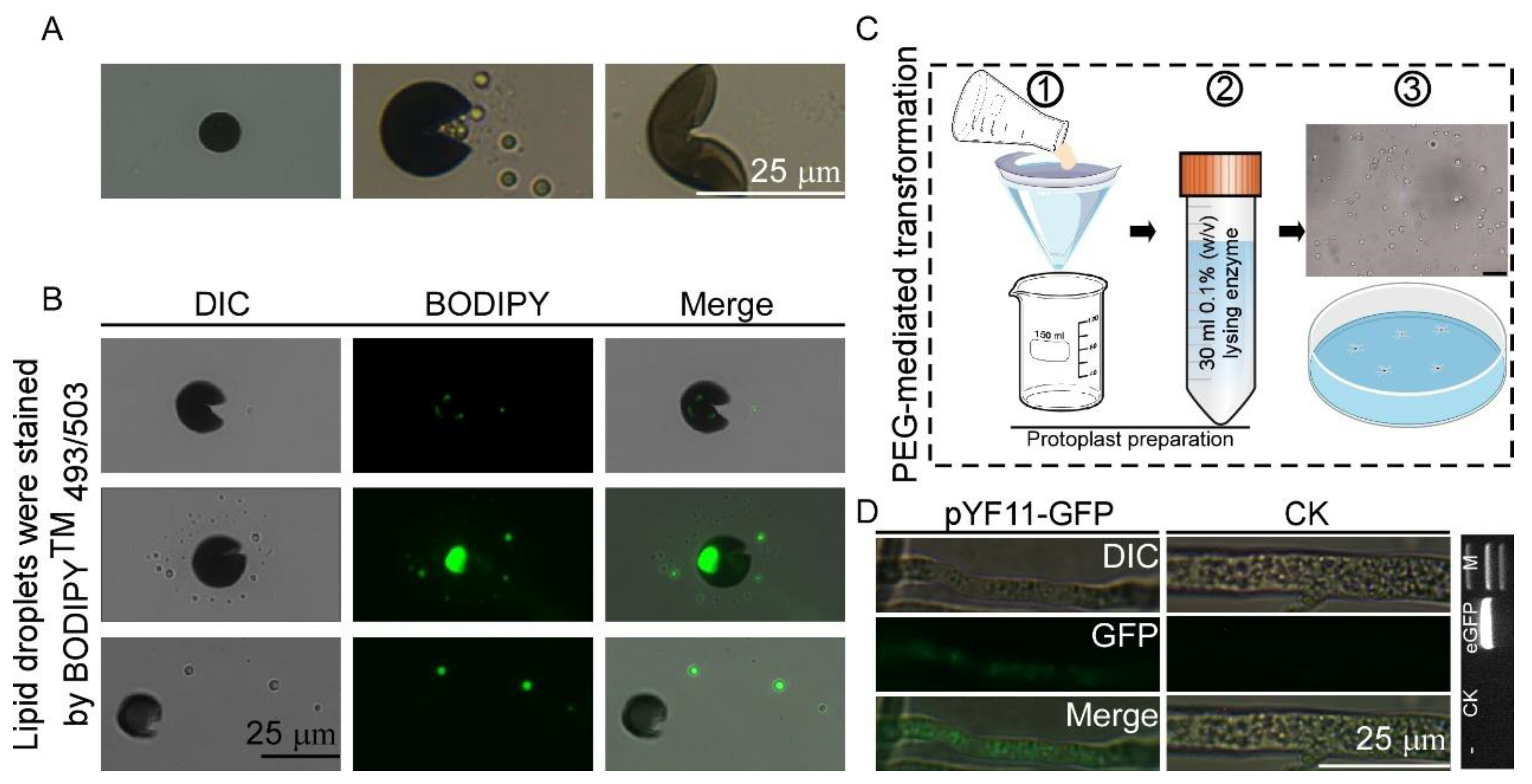 Microorganisms 13 01128 g003