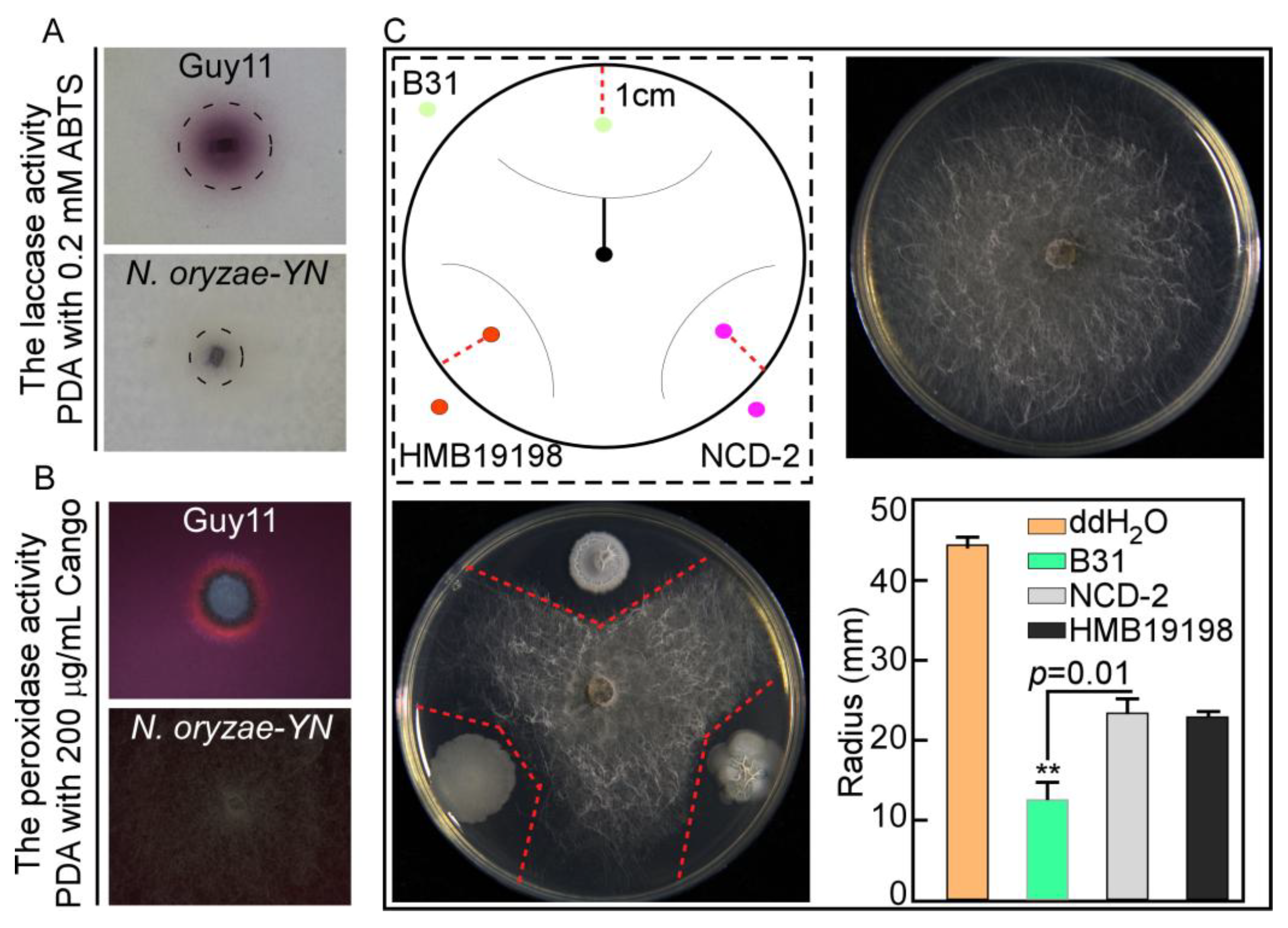 Microorganisms 13 01128 g004