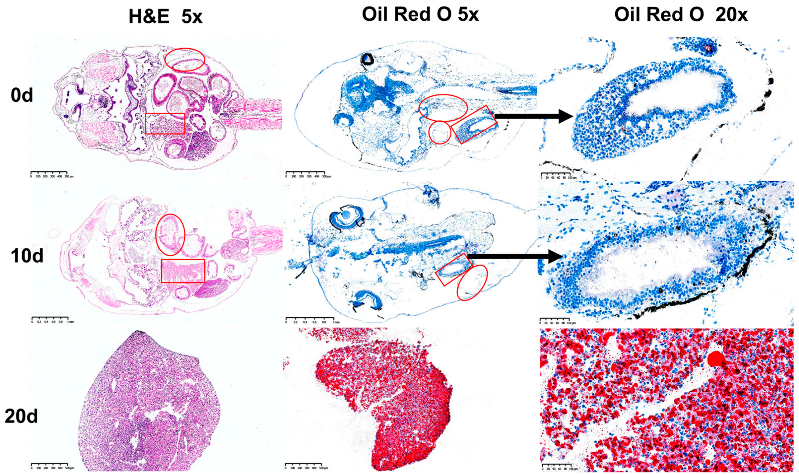 Microorganisms 13 01132 g001
