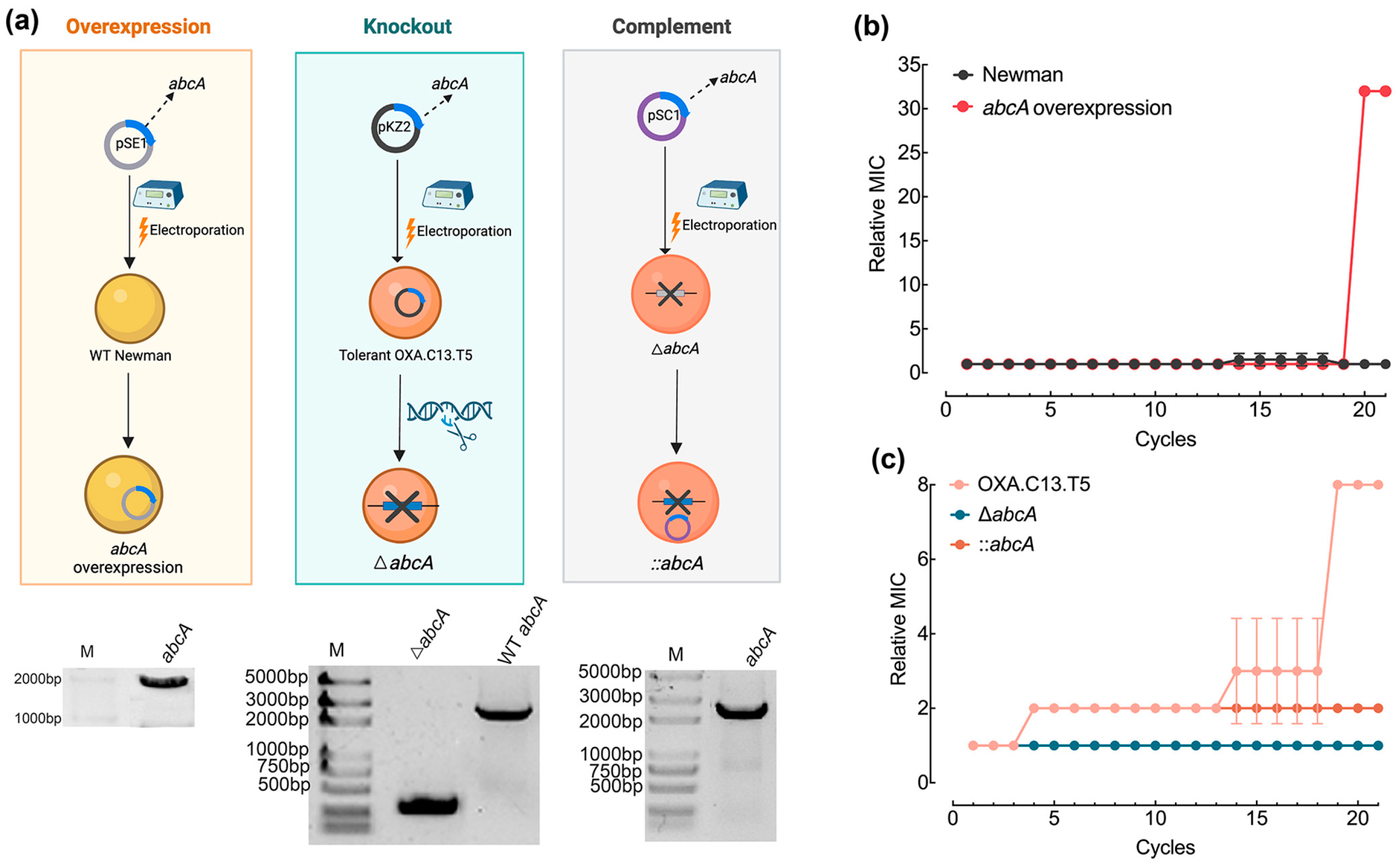 Microorganisms 13 01140 g003