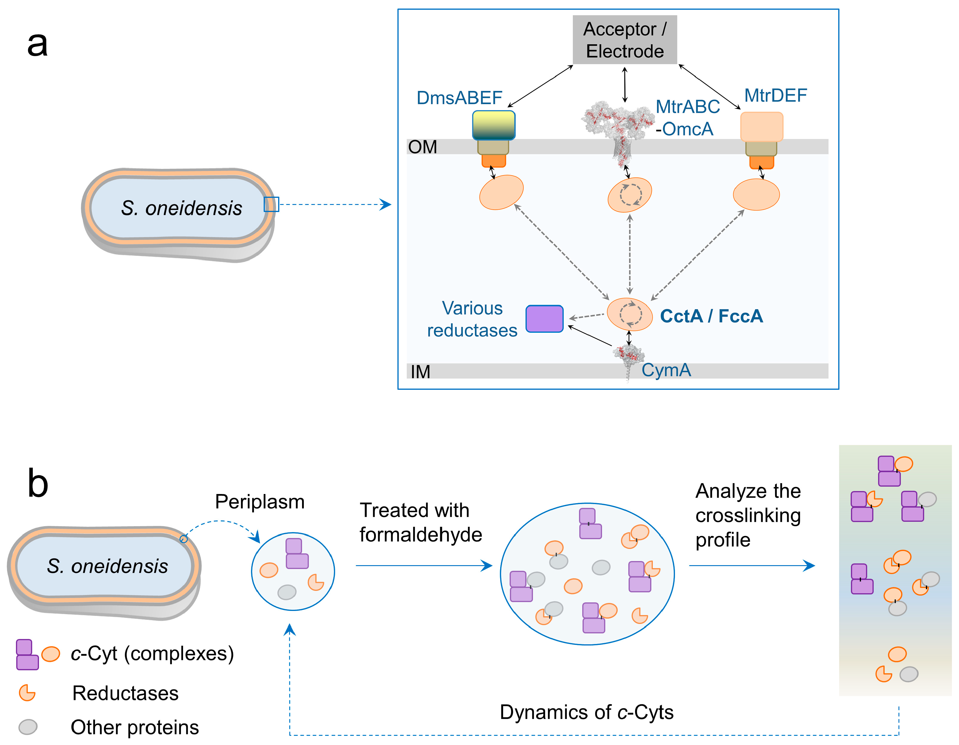 Microorganisms 13 01144 g001