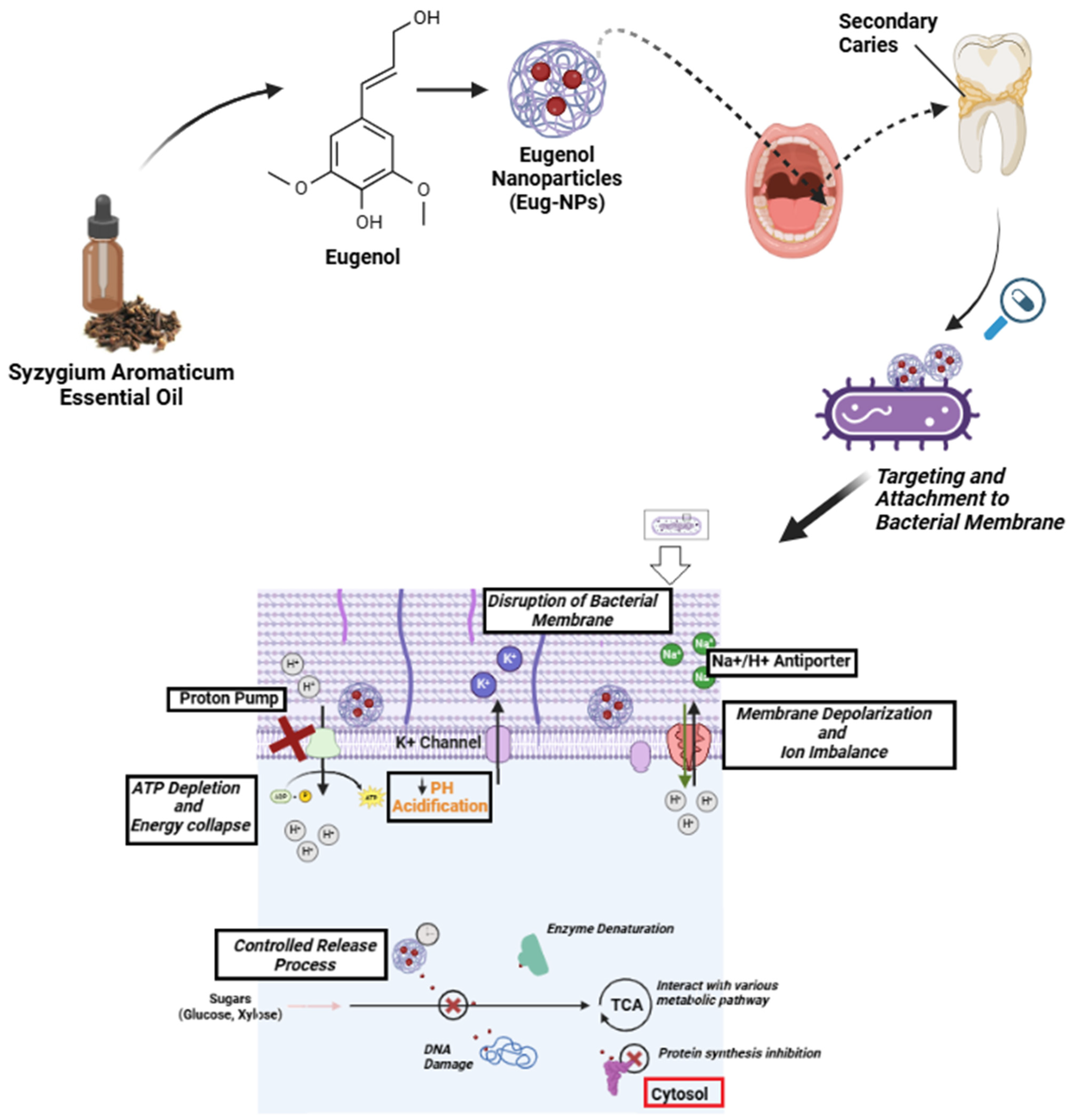 Microorganisms 13 01148 g001