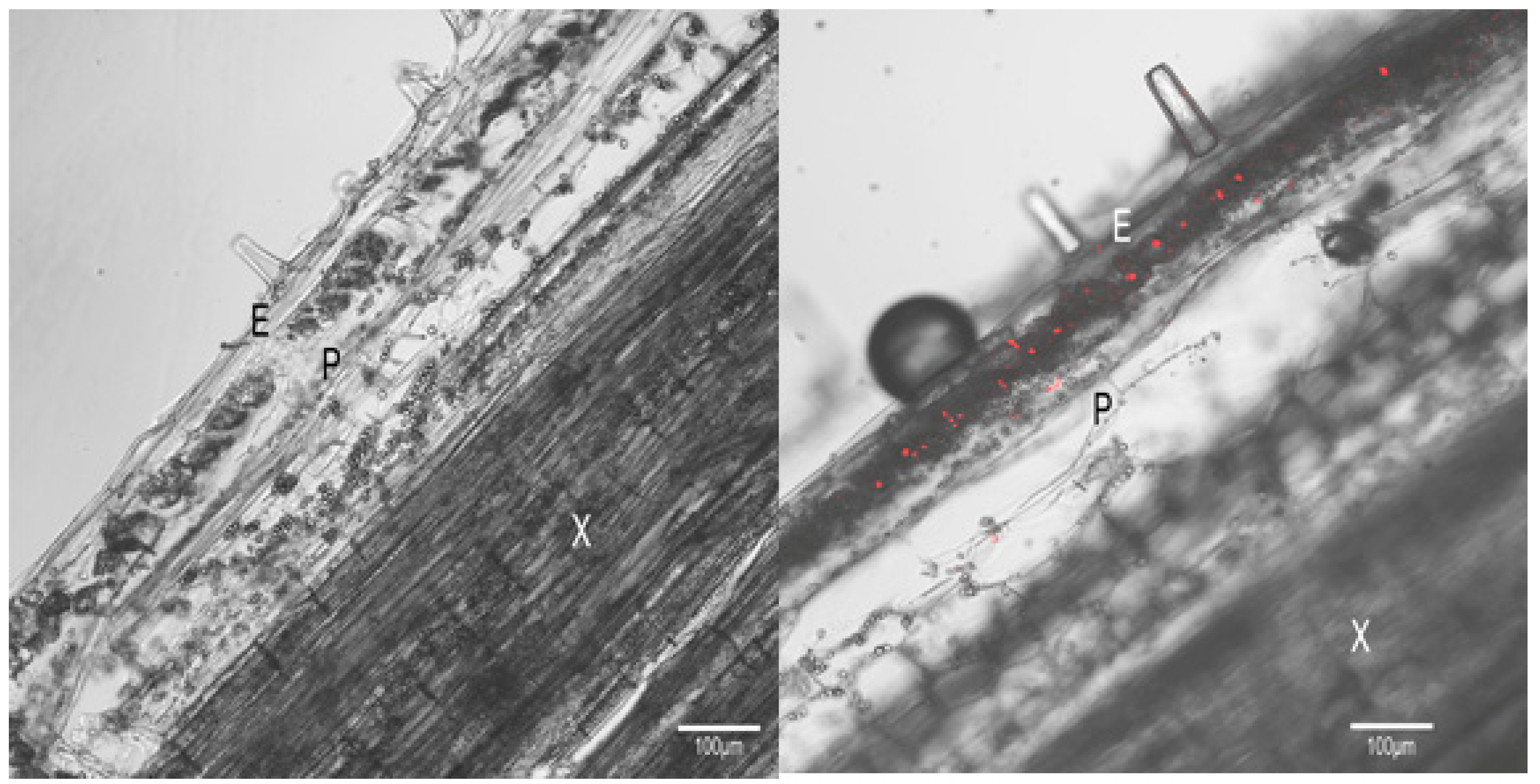 Microorganisms 13 01150 g003
