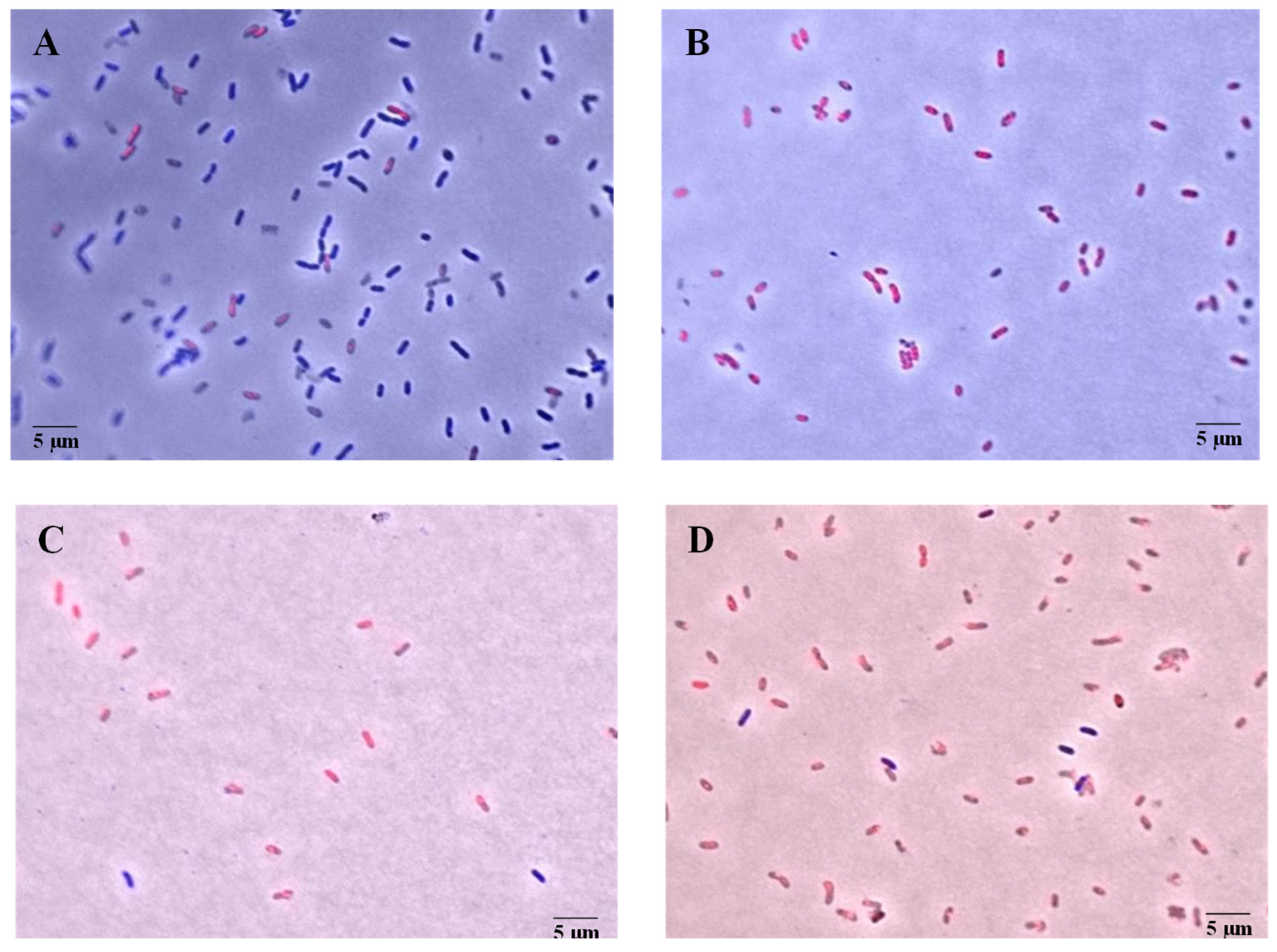 Microorganisms 13 01153 g002