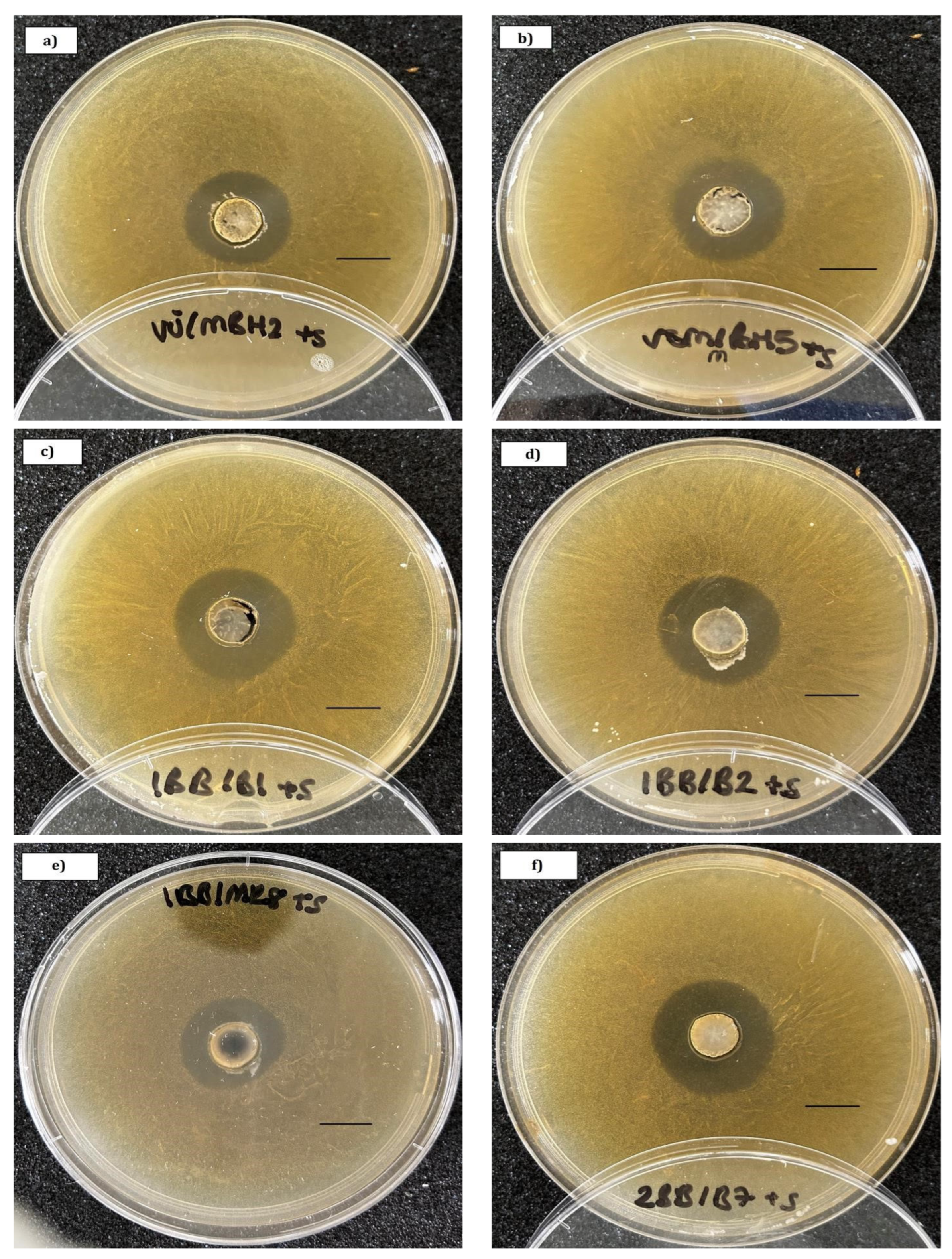 Microorganisms 13 01159 g002