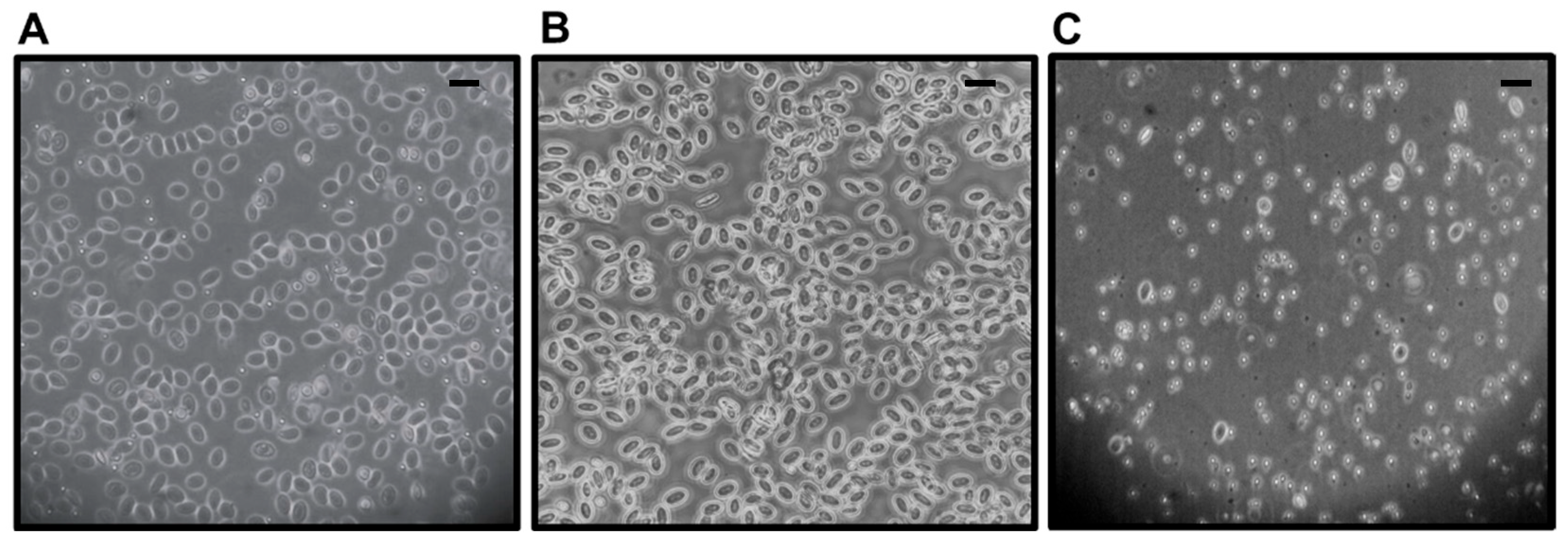 Microorganisms 13 01167 g003