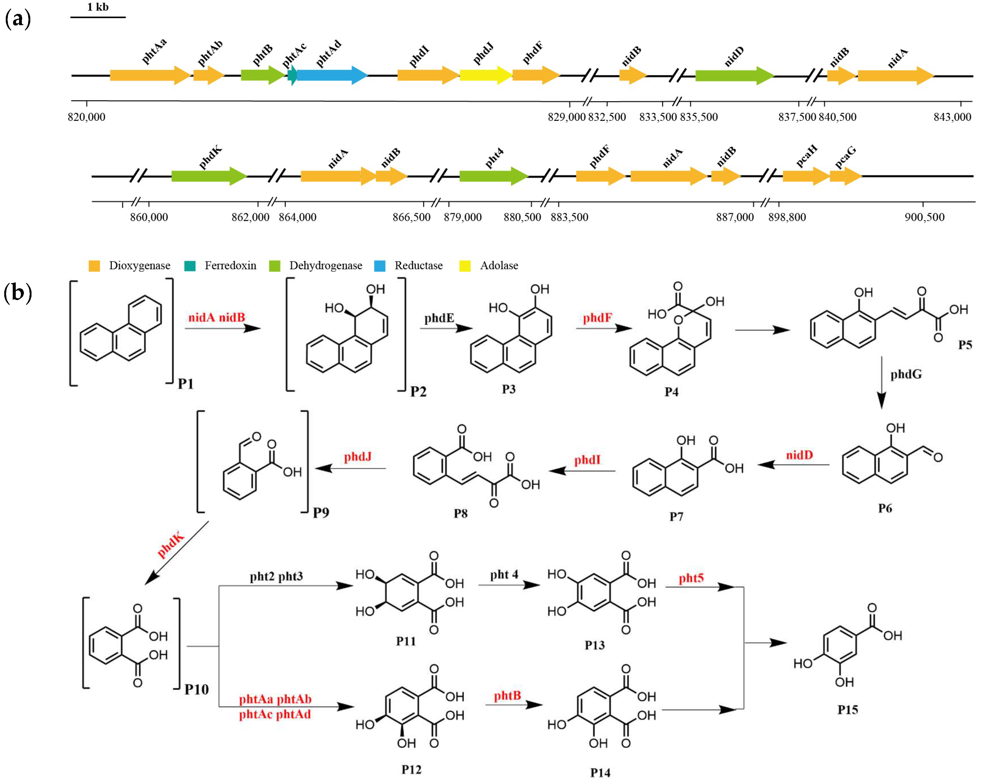 Microorganisms 13 01171 g007
