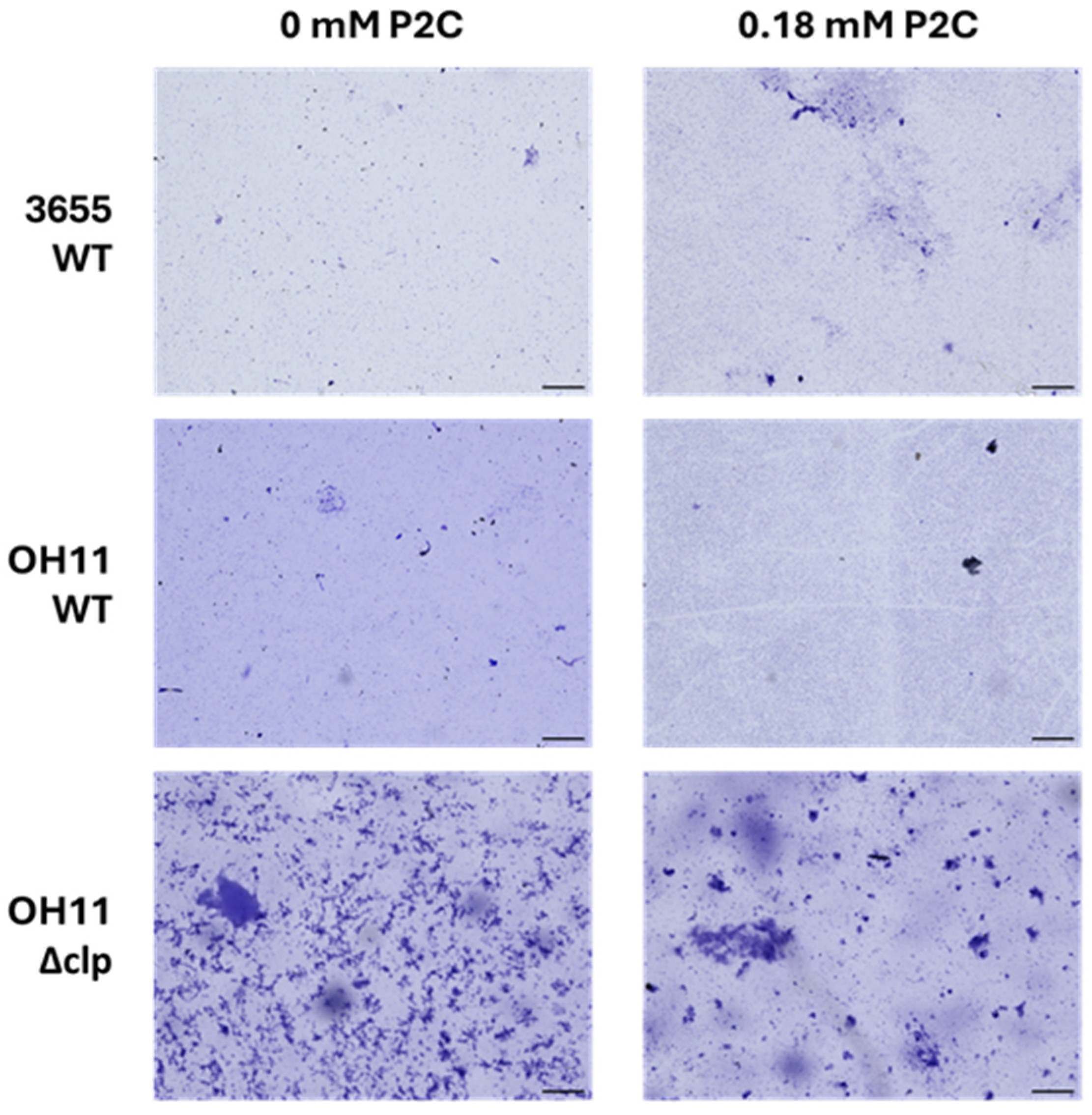 Microorganisms 13 01202 g005