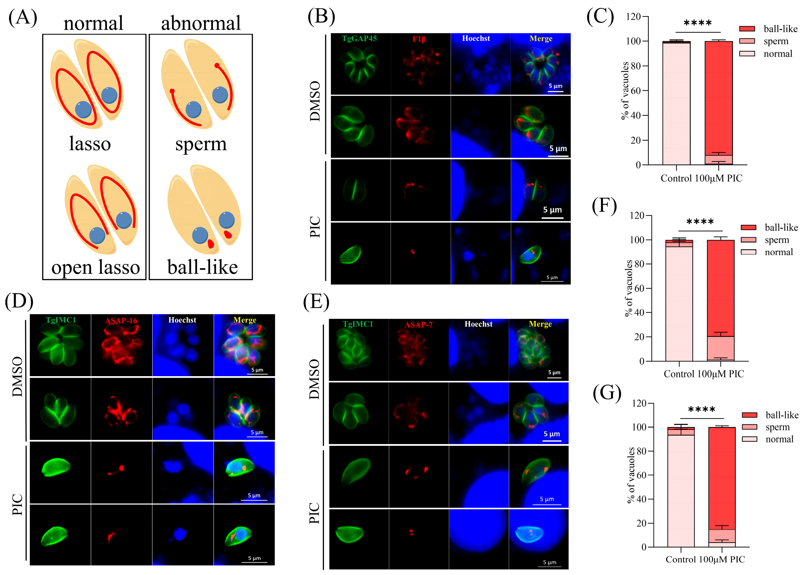 Microorganisms 13 01203 g001
