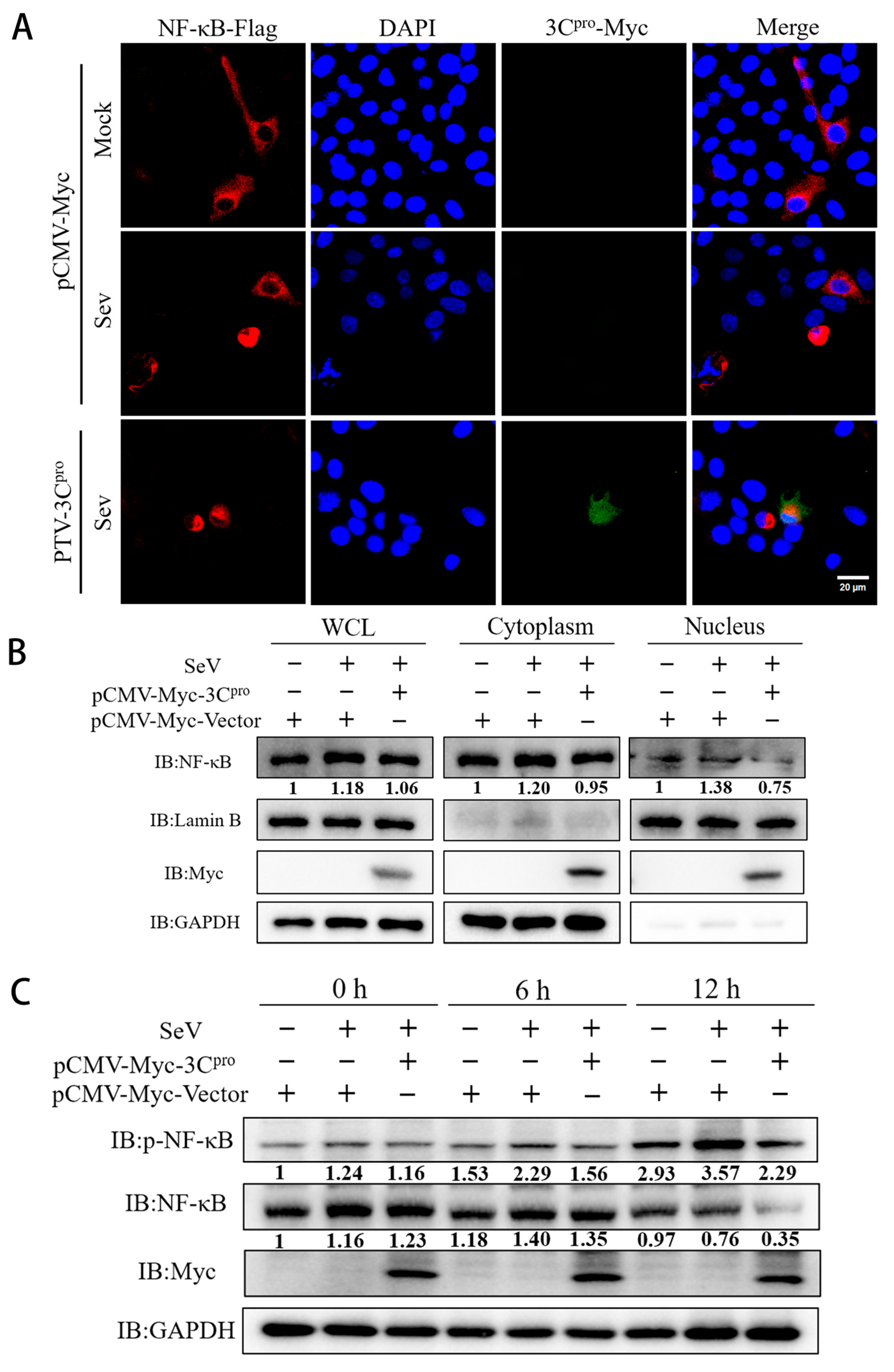 Microorganisms 13 01209 g003