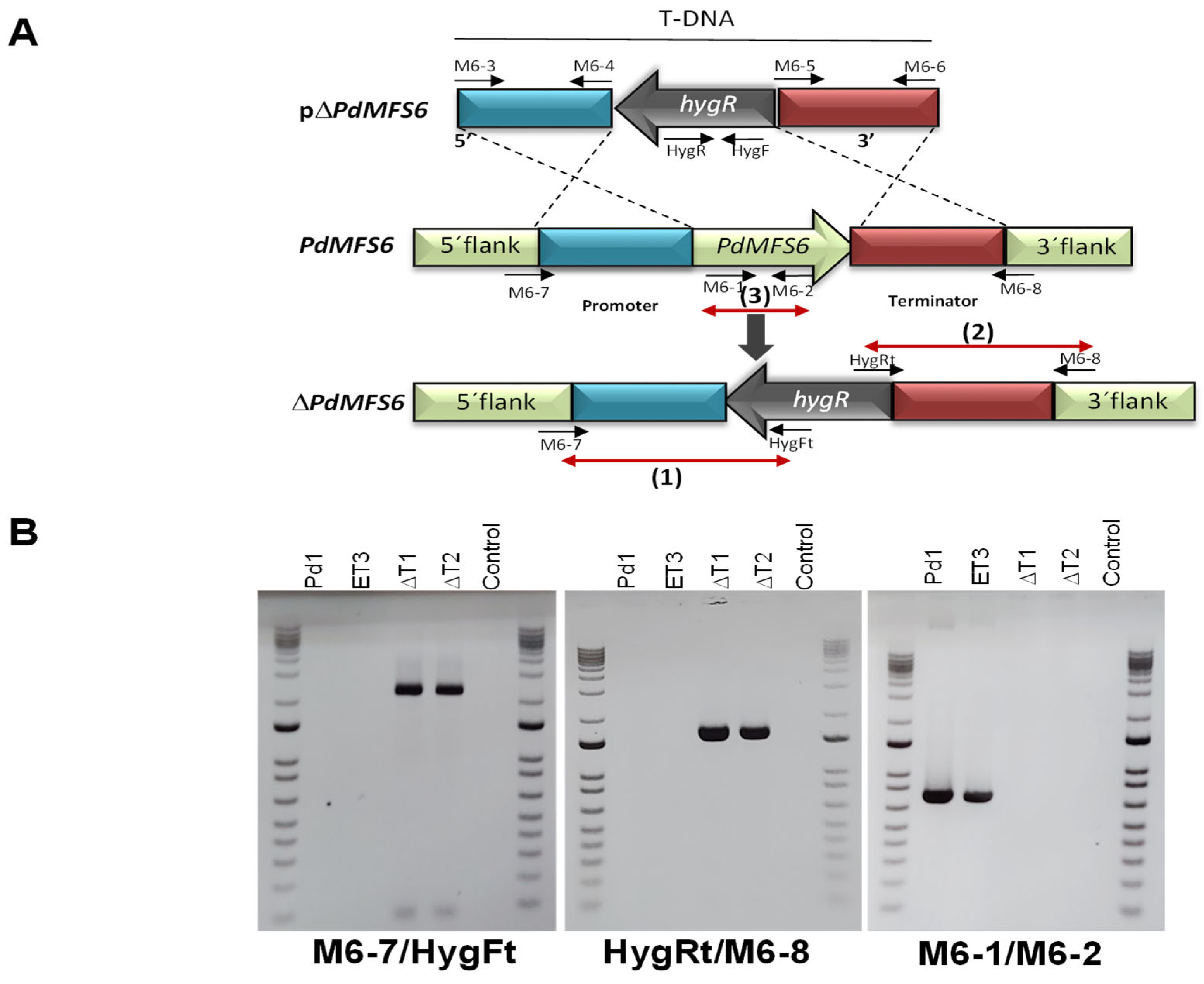 Microorganisms 13 01213 g002