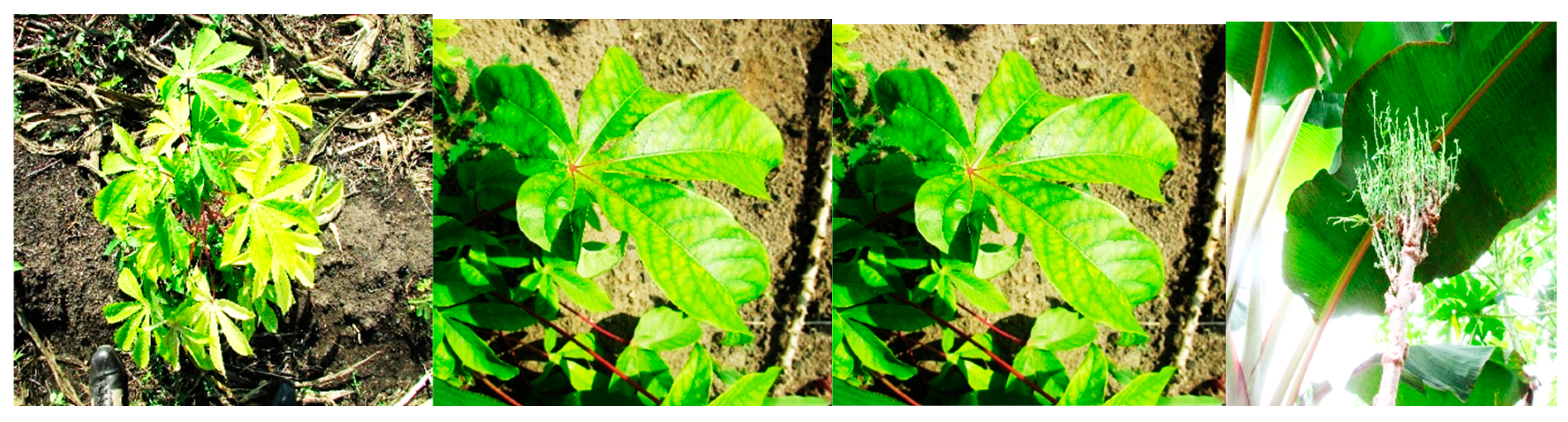 Microorganisms 13 01229 g004