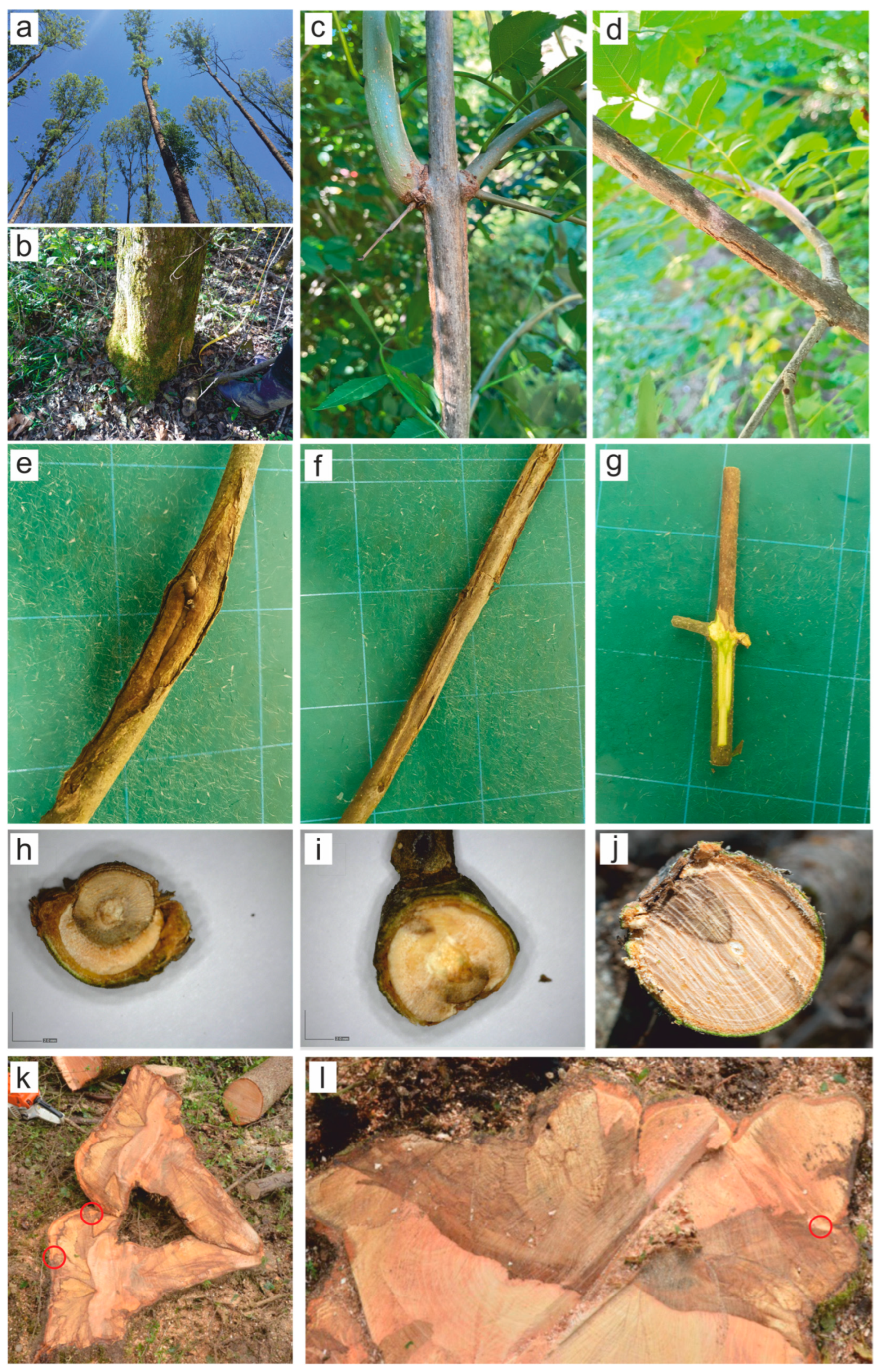 Microorganisms 13 01238 g002
