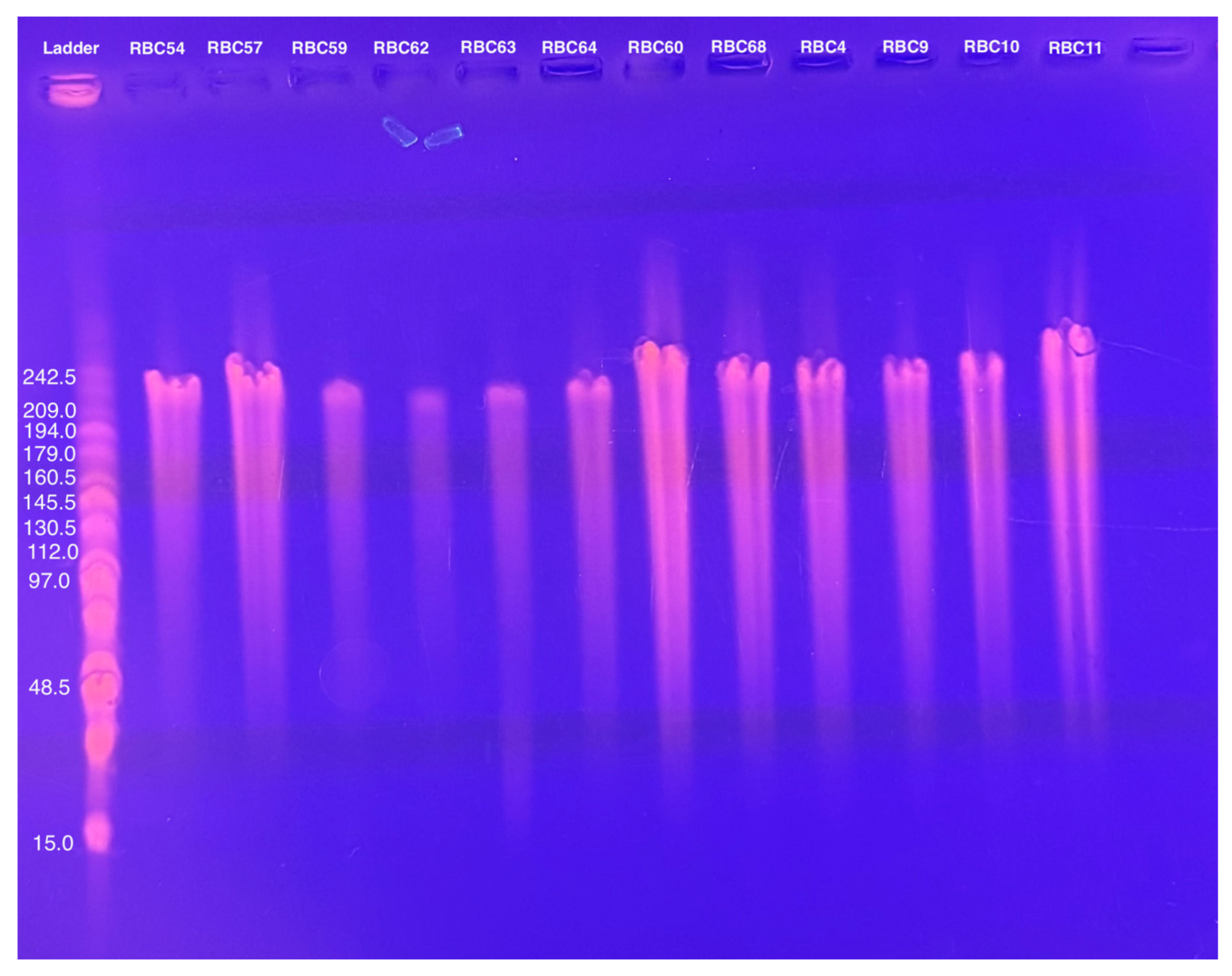 Microorganisms 13 01239 g002