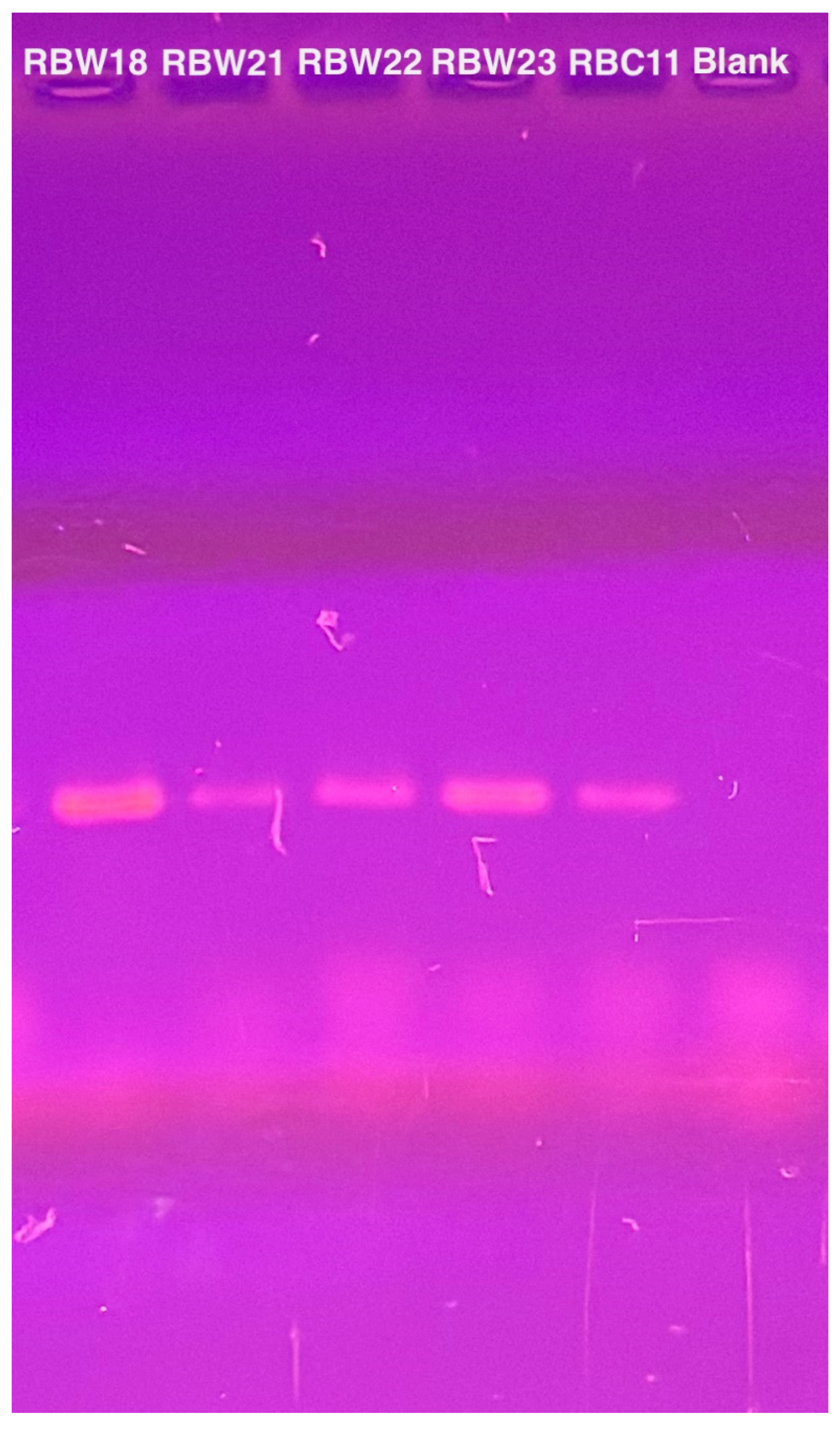 Microorganisms 13 01239 g004