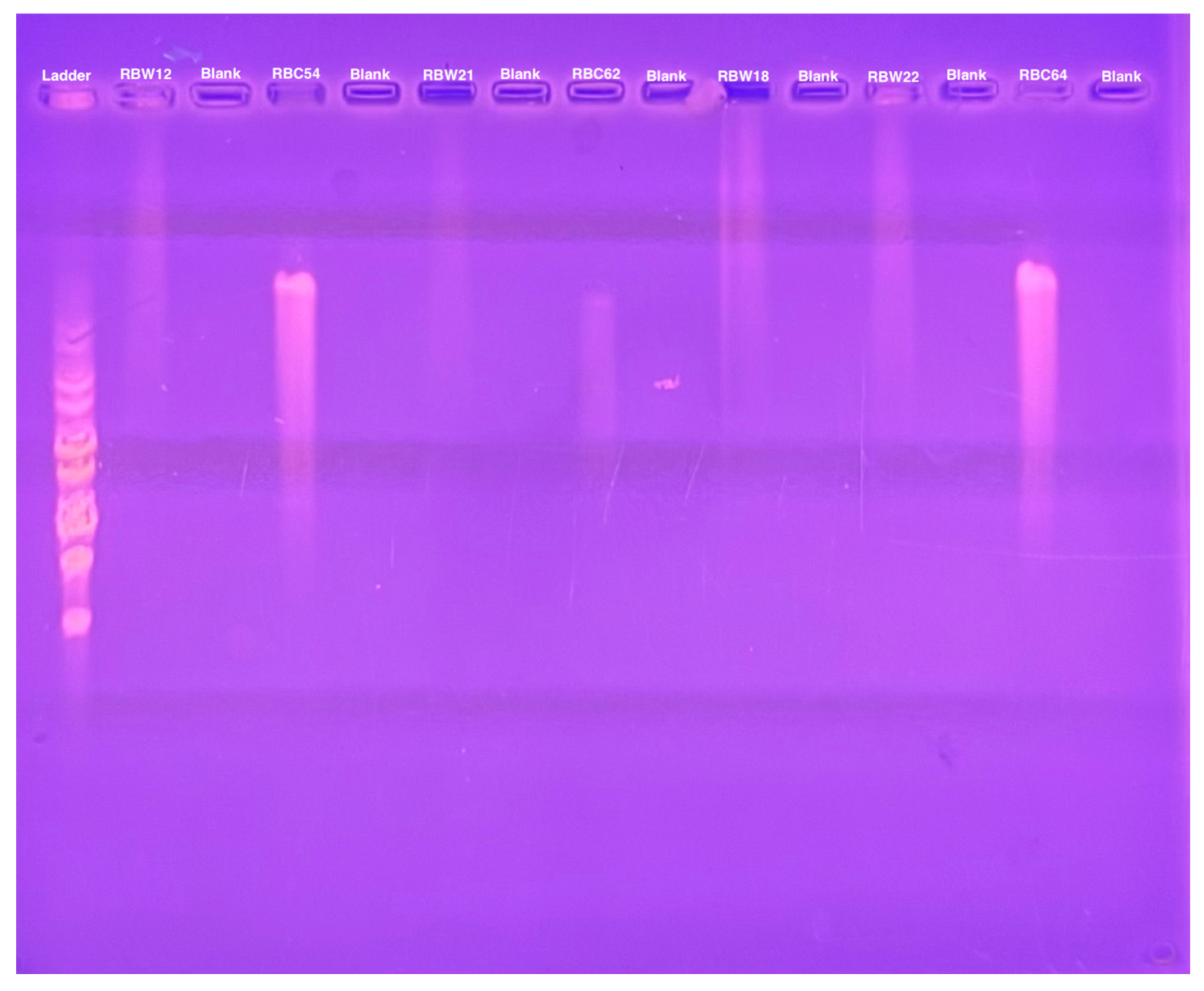 Microorganisms 13 01239 g005