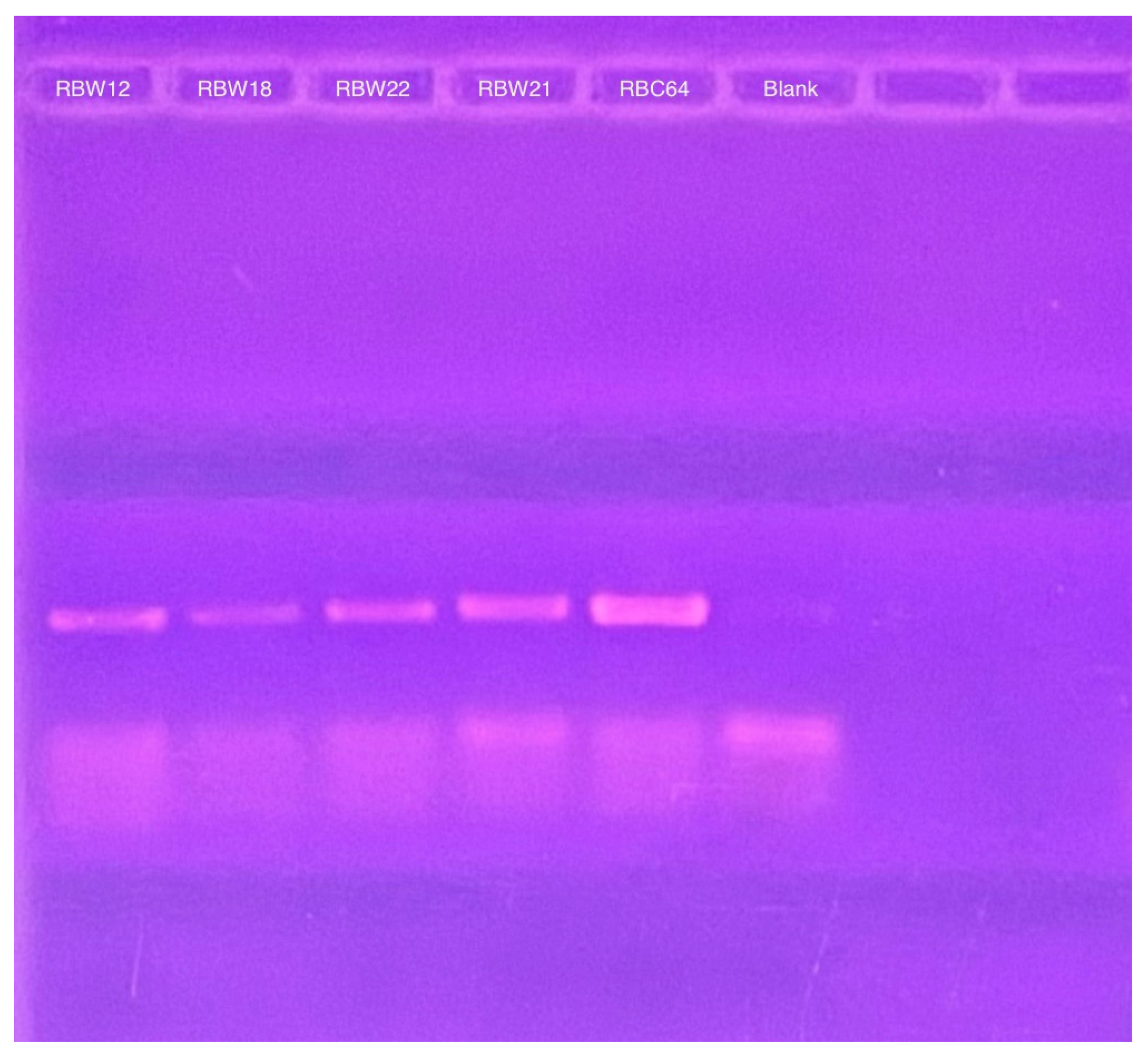 Microorganisms 13 01239 g006