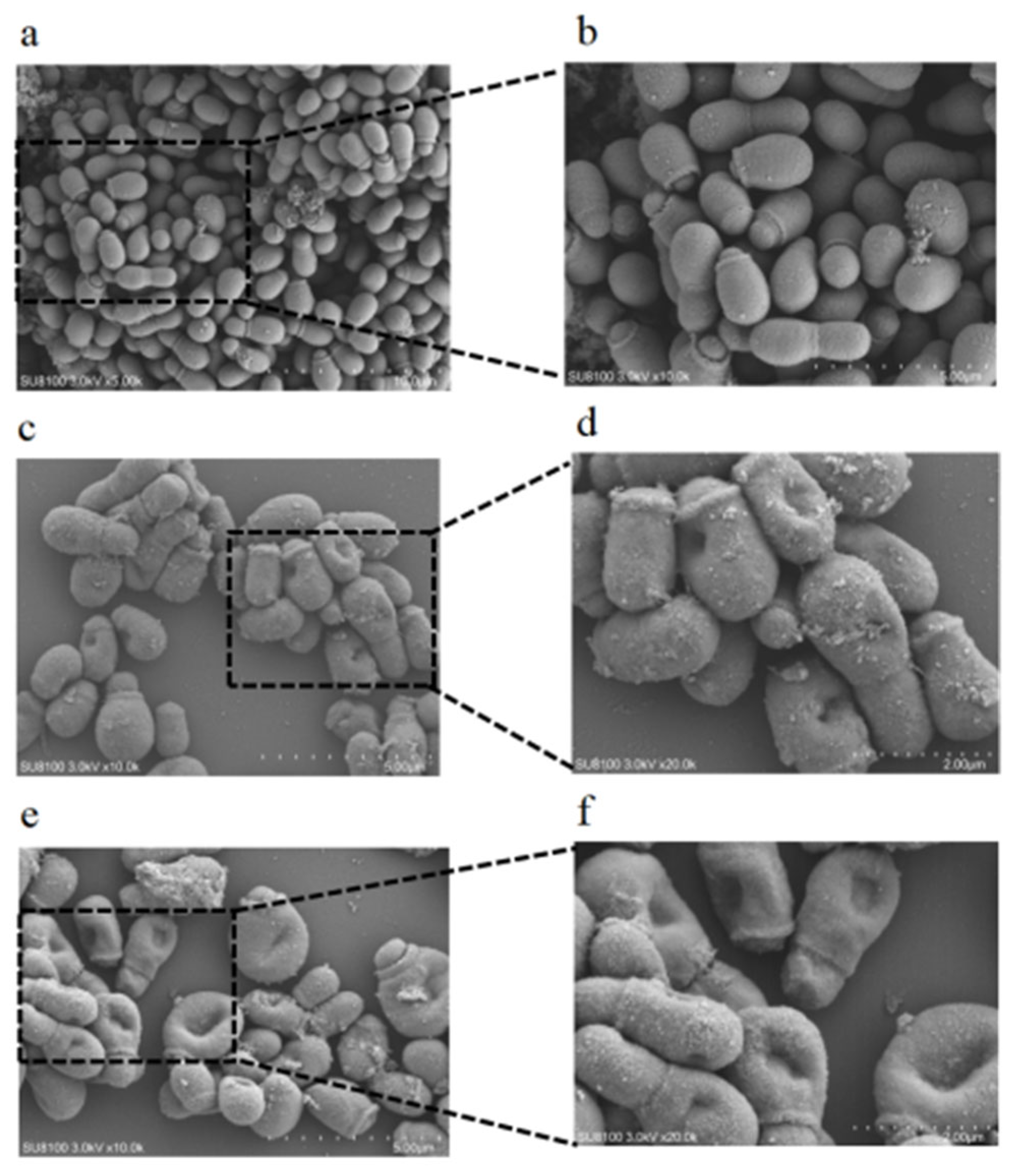 Microorganisms 13 01241 g008