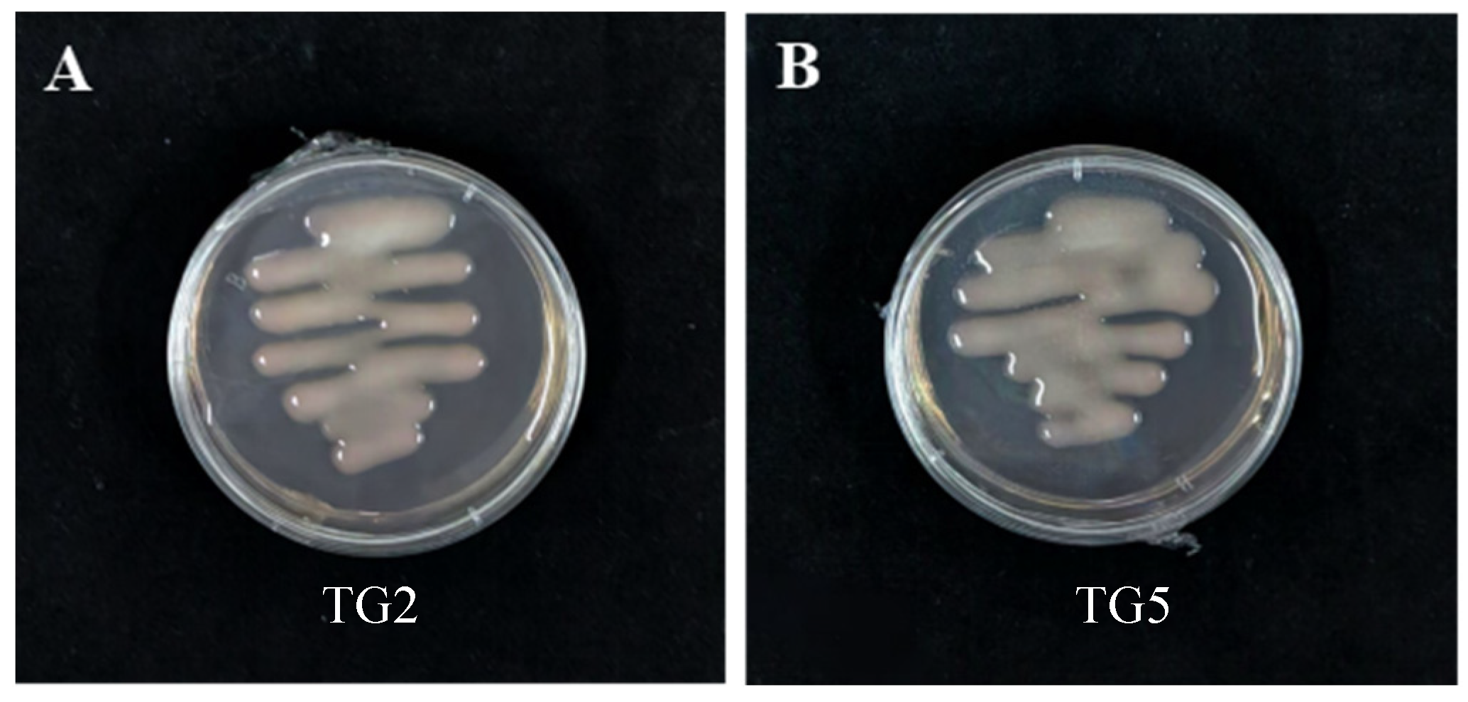 Microorganisms 13 01242 g001