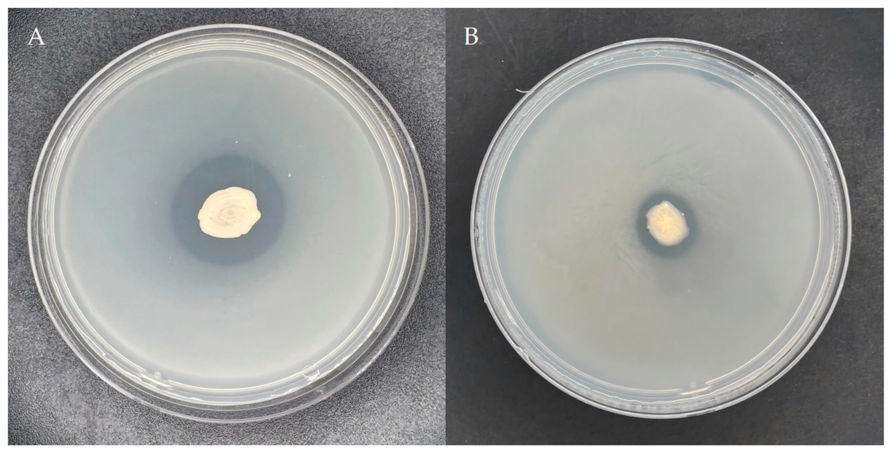 Microorganisms 13 01244 g001 Microorganisms 13 01244 g001
