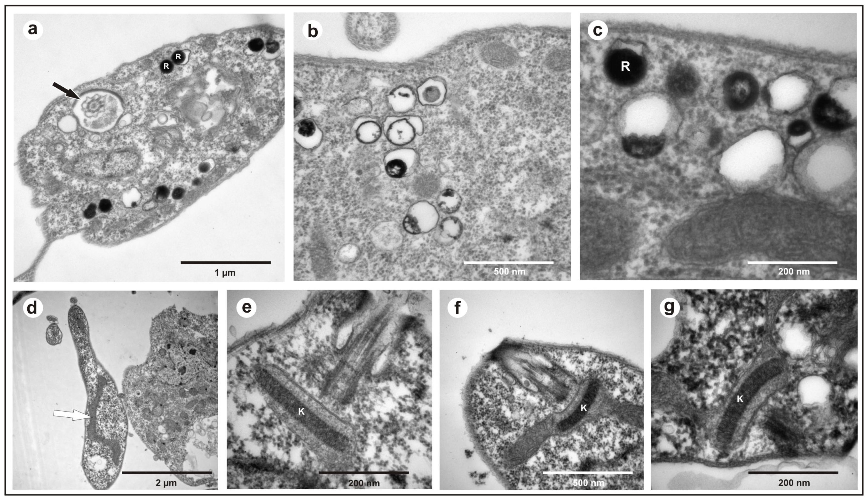 Microorganisms 13 01257 g001