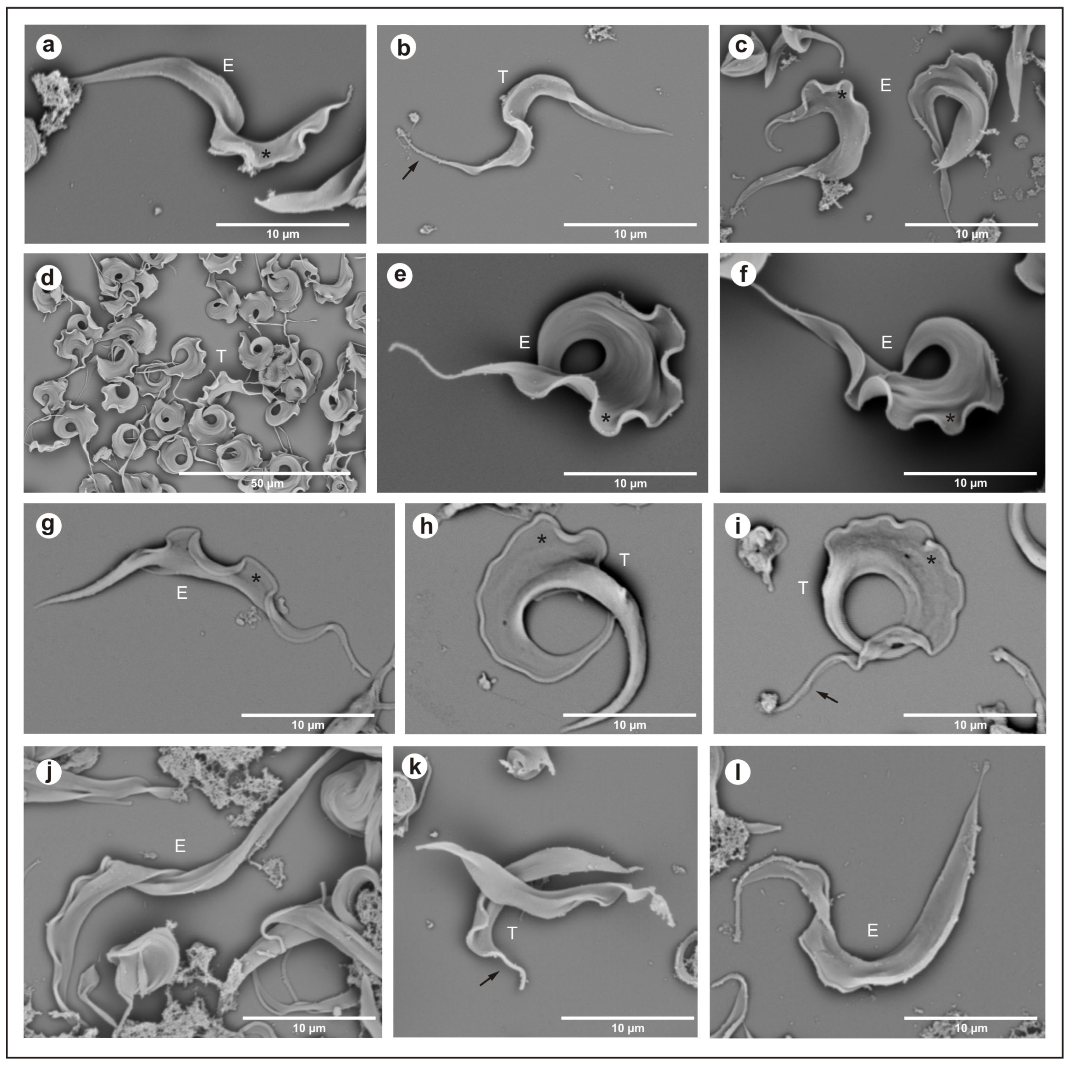 Microorganisms 13 01257 g002