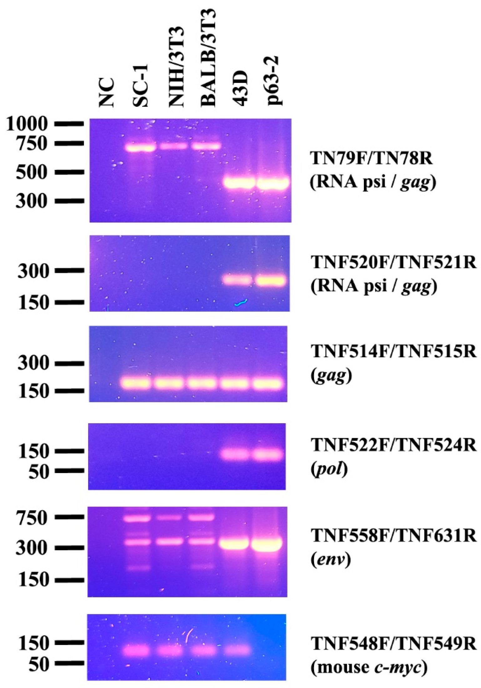 Microorganisms 13 01268 g001