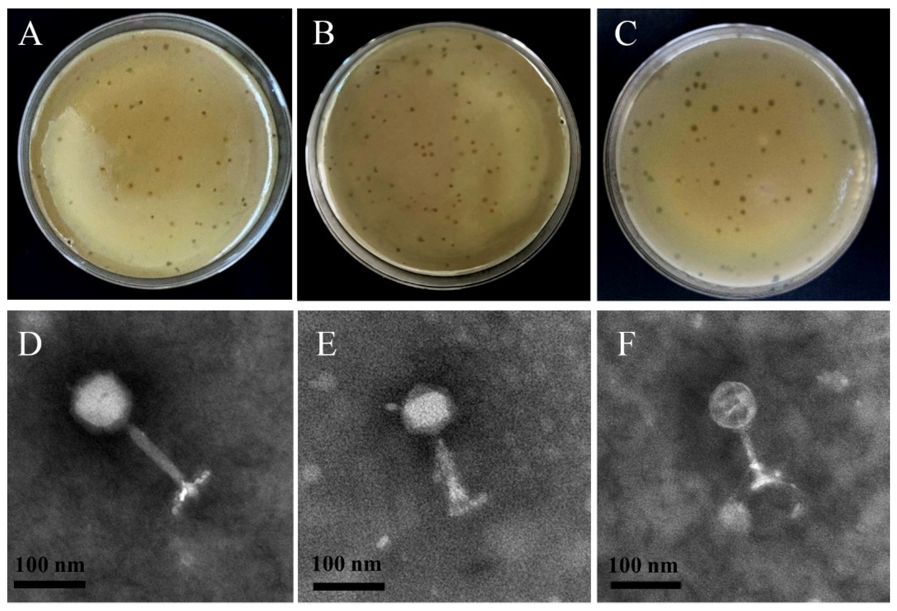 Microorganisms 13 01273 g001